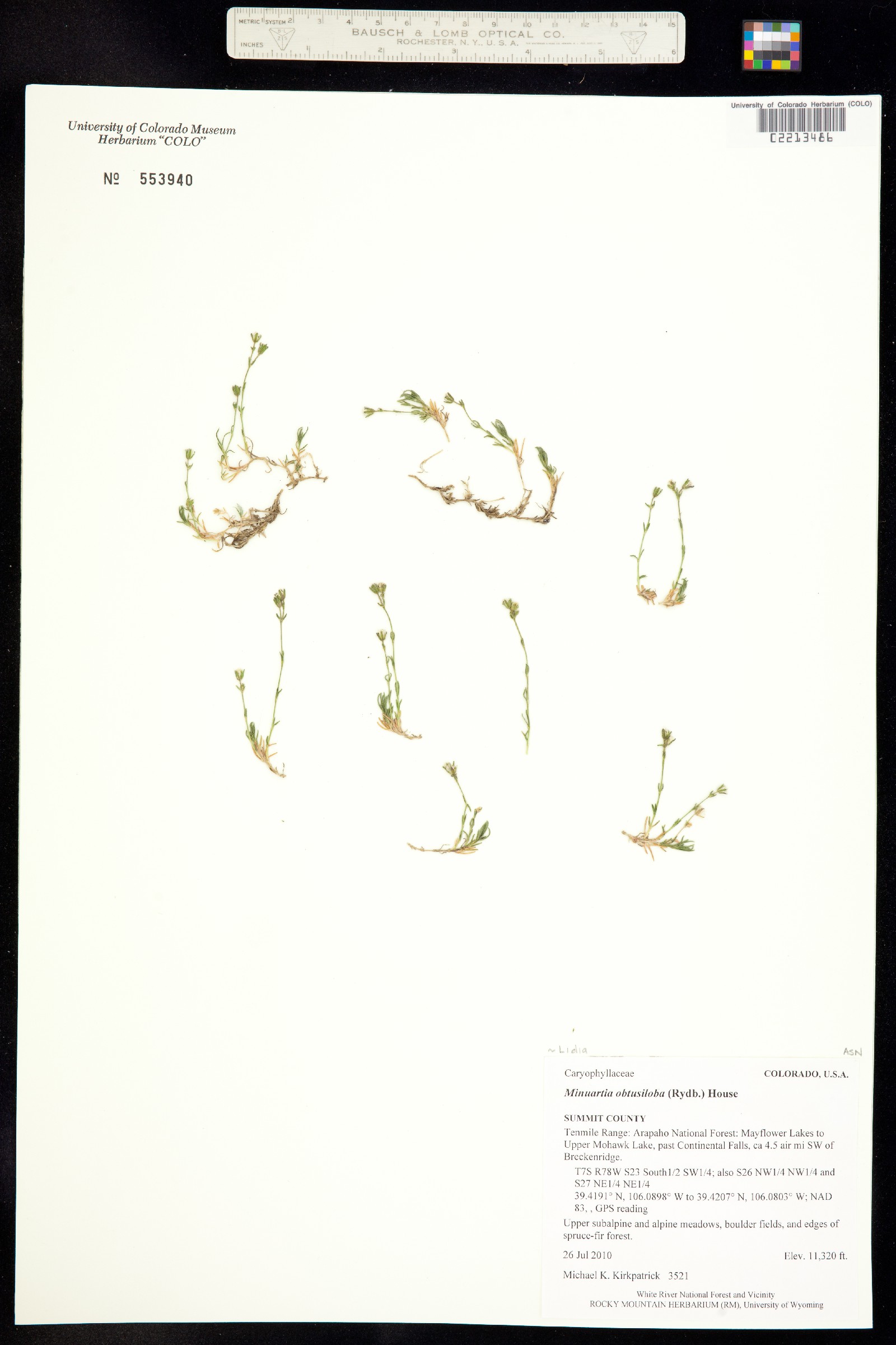 Minuartia obtusiloba image