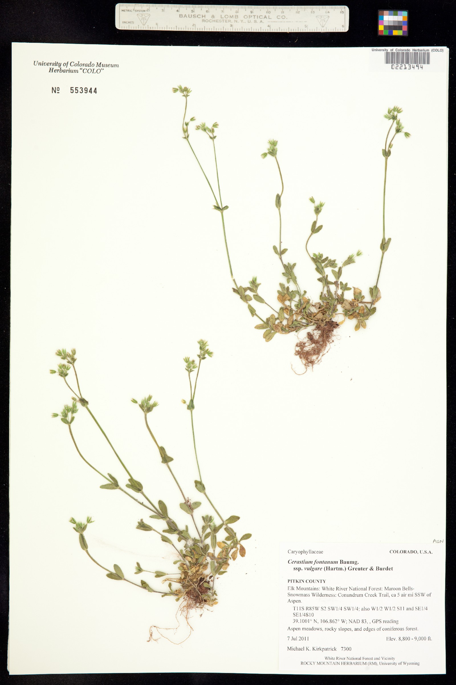 Cerastium fontanum ssp. vulgare image