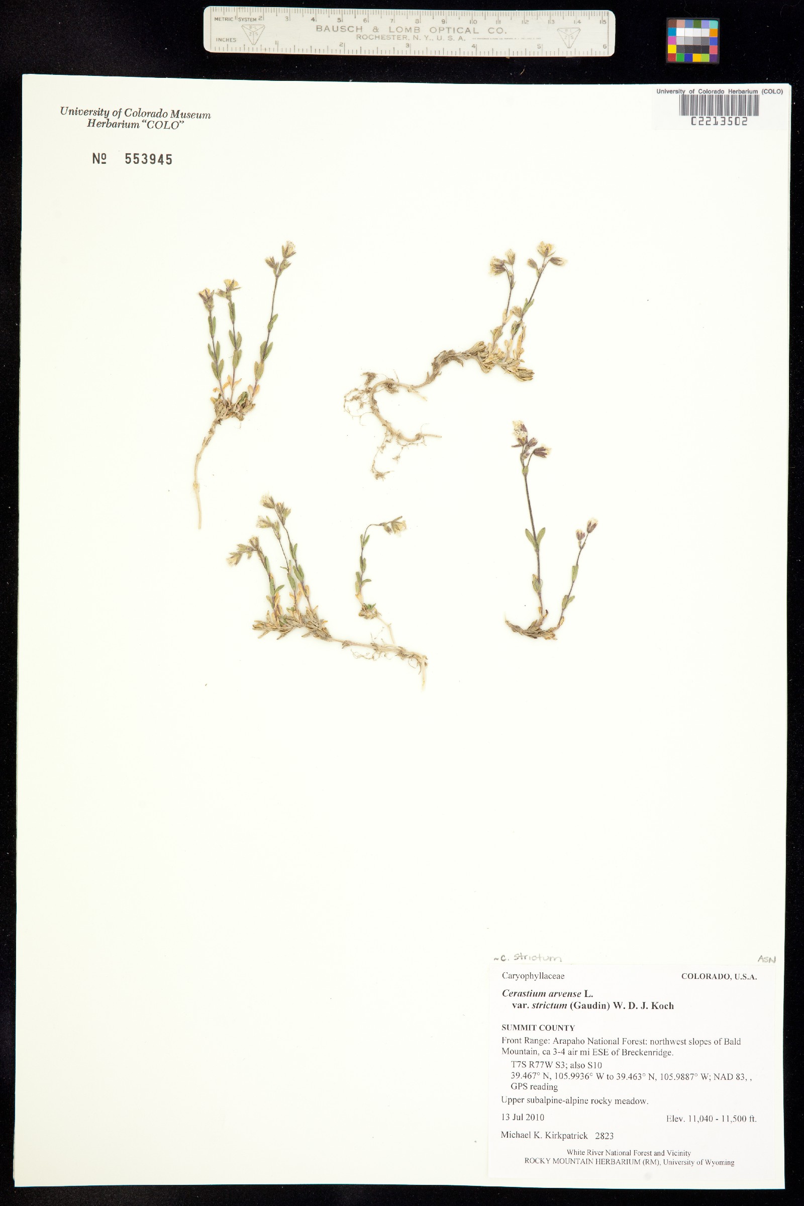 Cerastium strictum image