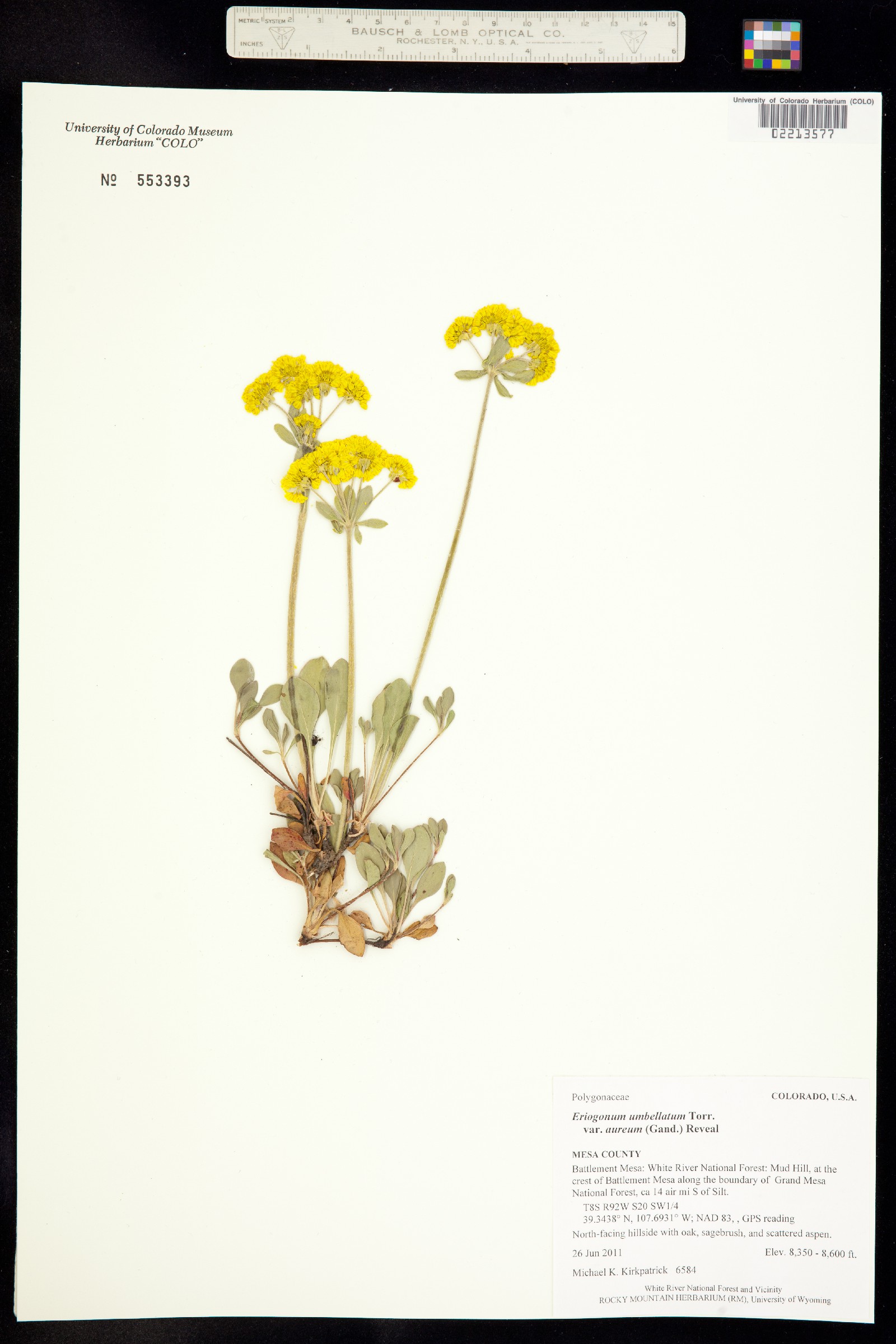 Eriogonum umbellatum var. aureum image