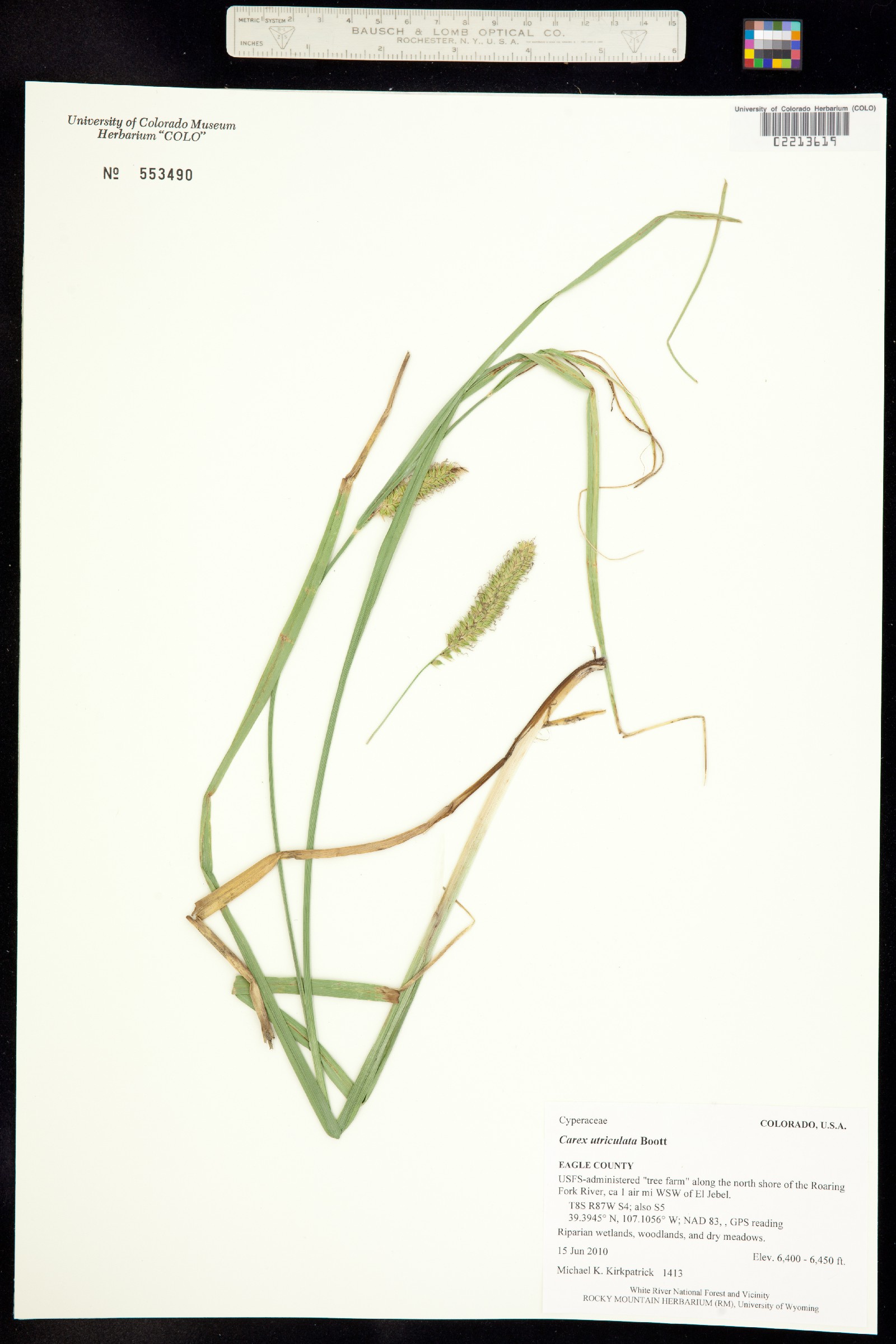 Carex utriculata image