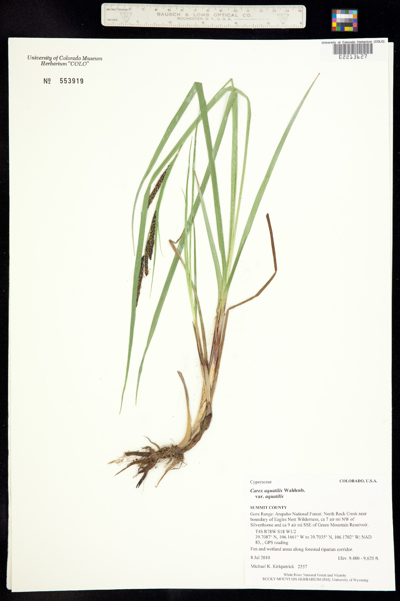 Carex aquatilis var. aquatilis image