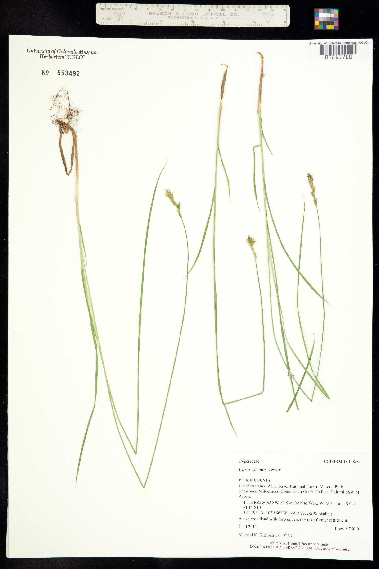 Carex siccata image