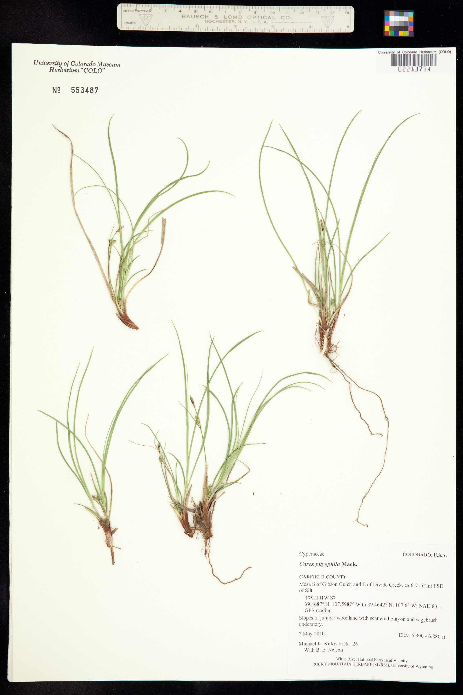 Carex pityophila image