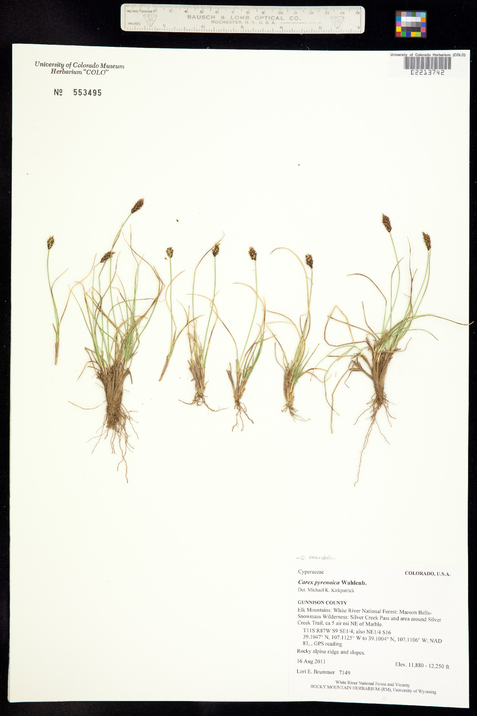 Carex micropoda image