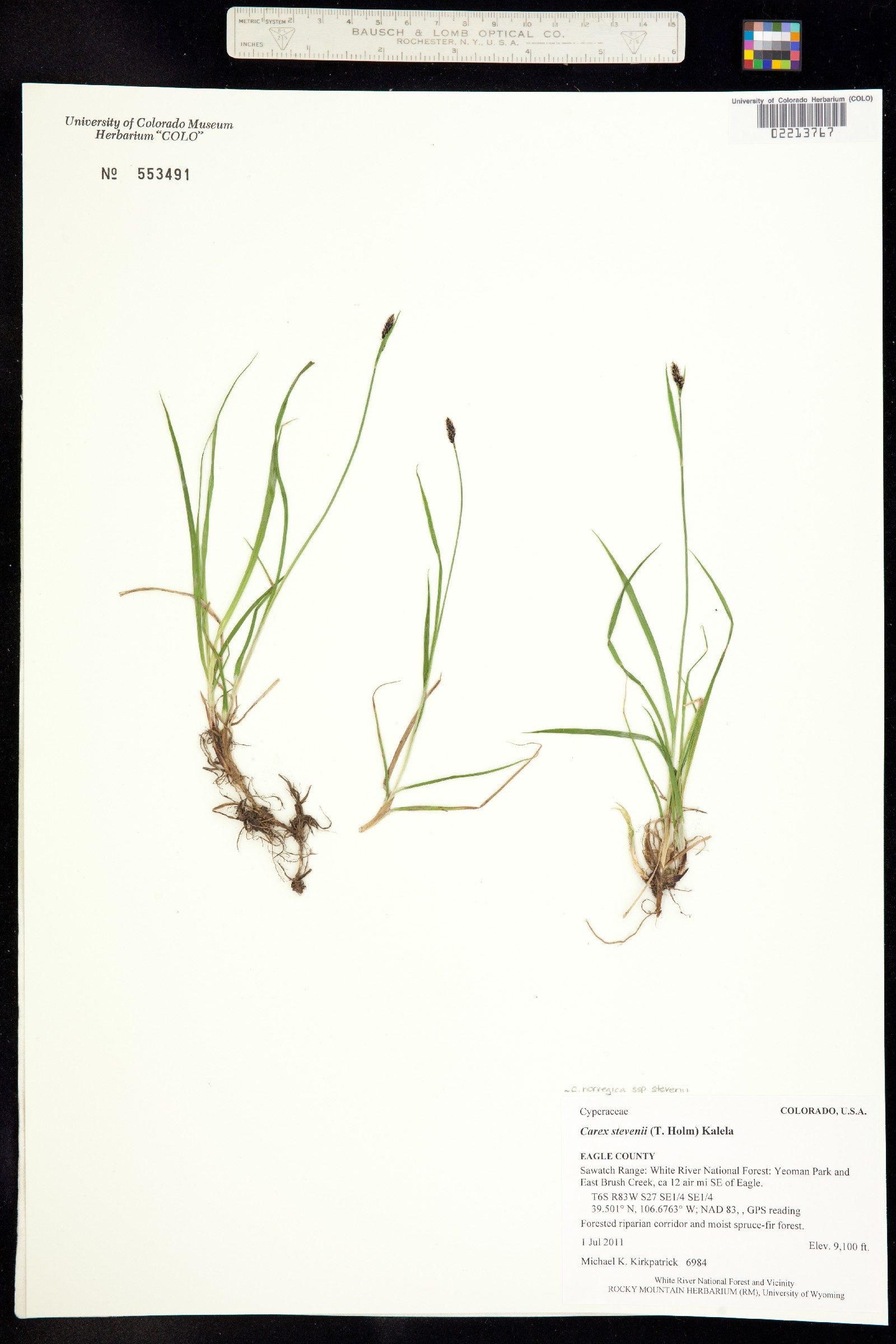 Carex stevenii image