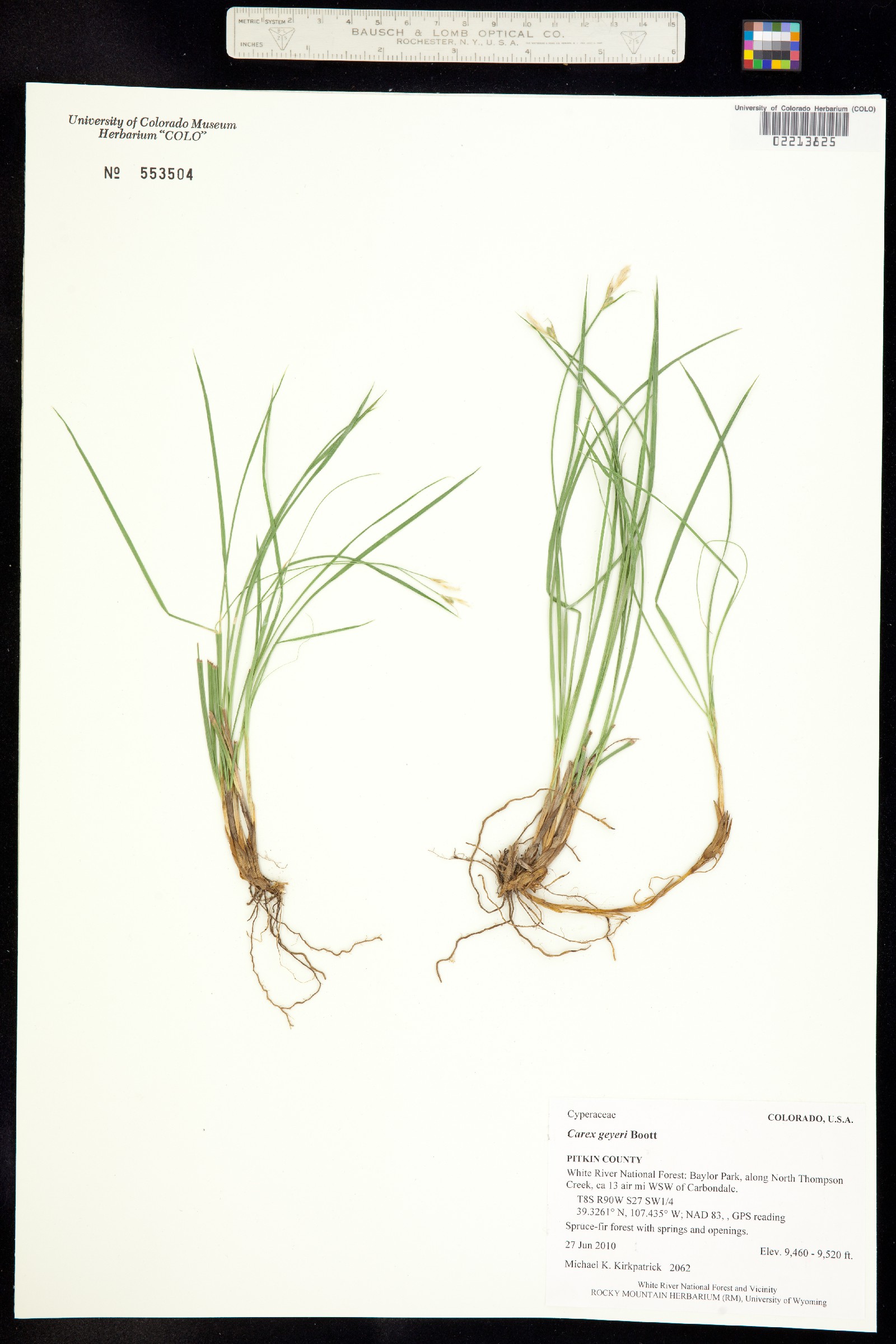 Carex geyeri image