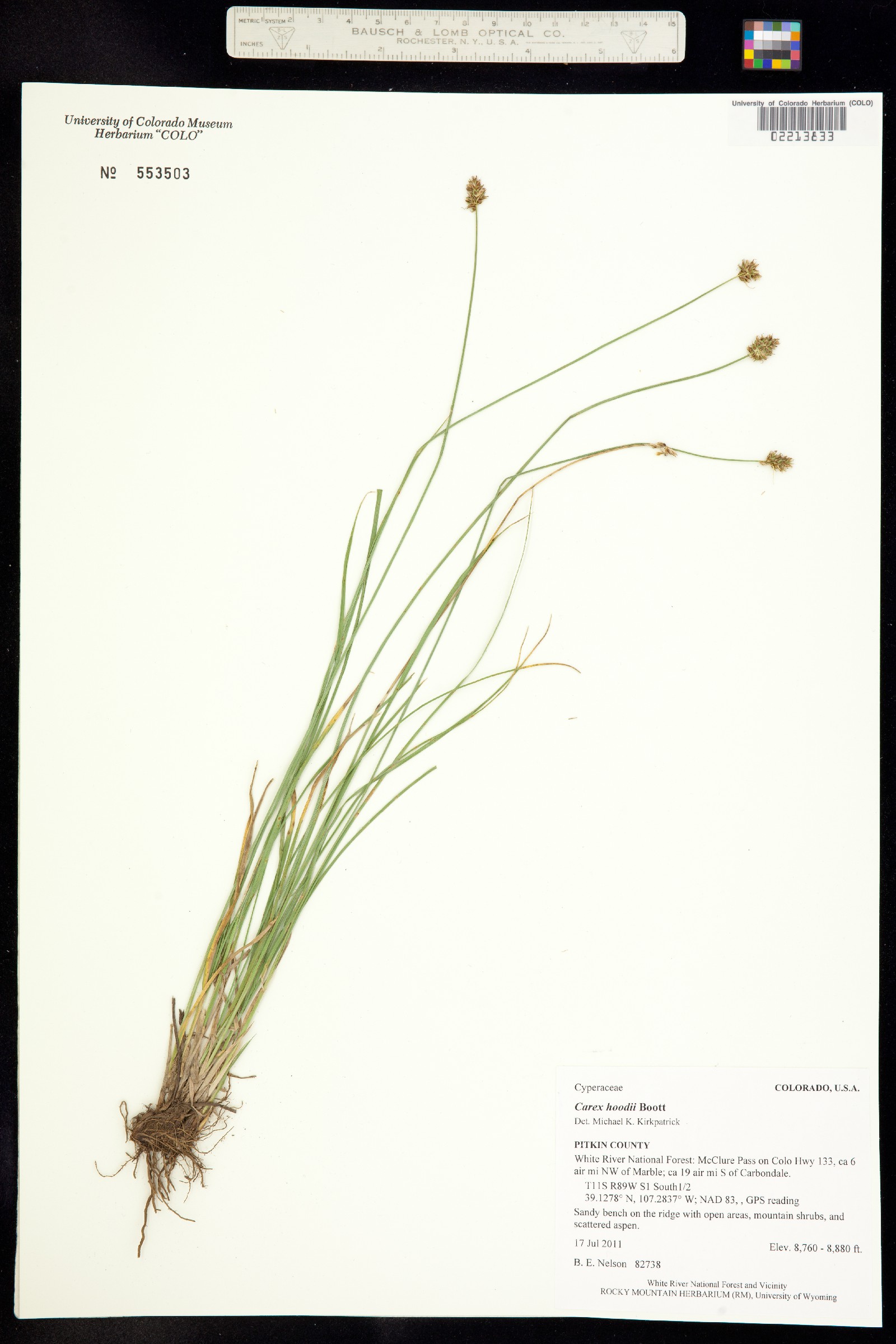 Carex hoodii image