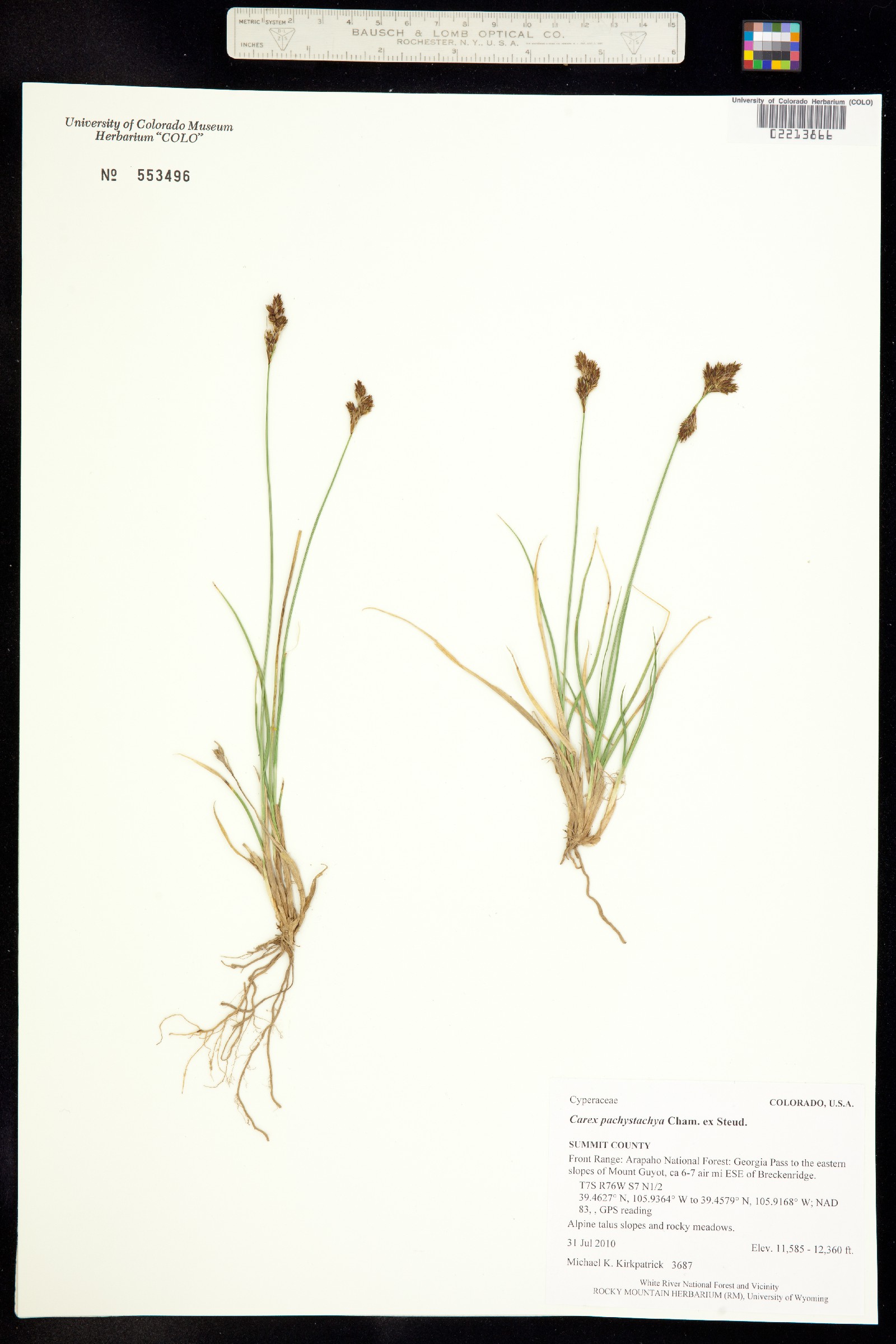 Carex pachystachya image