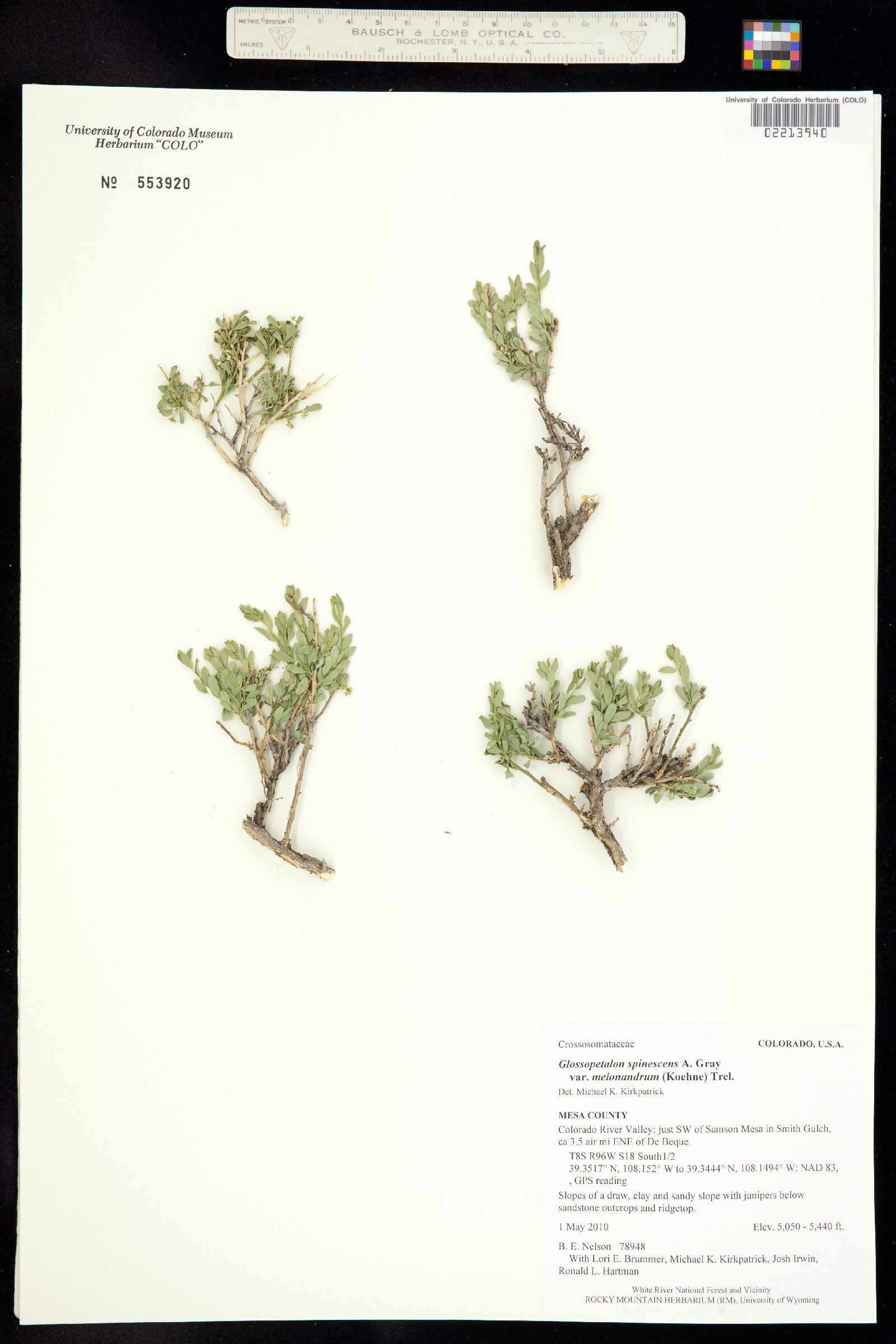 Glossopetalon spinescens image