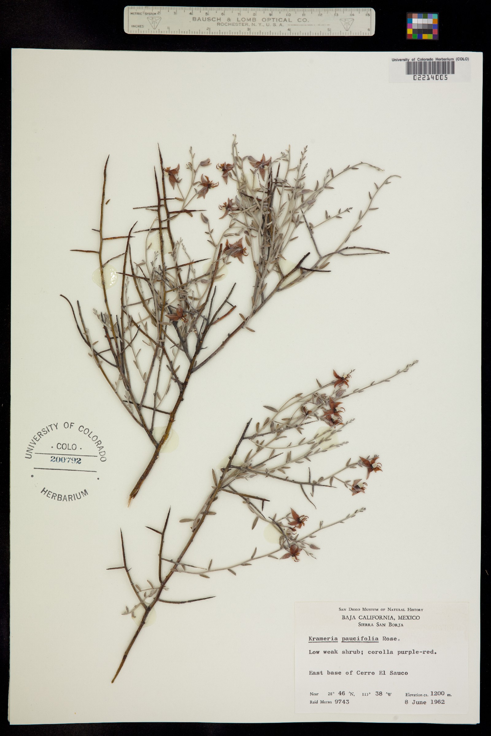Krameria pauciflora image