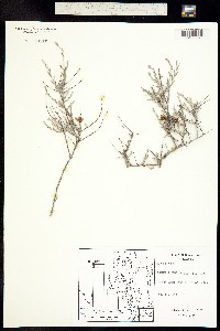 Image of Krameria ramosissima