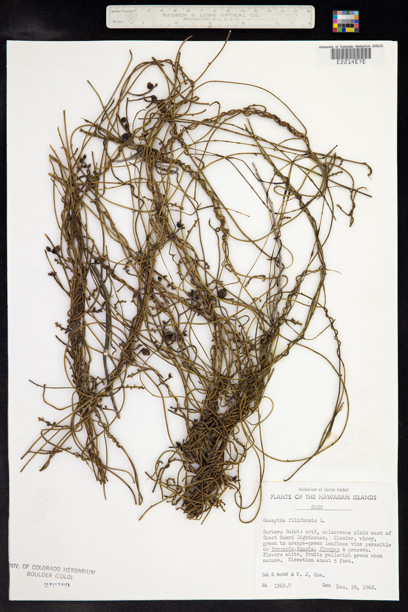 Cassytha filiformis image