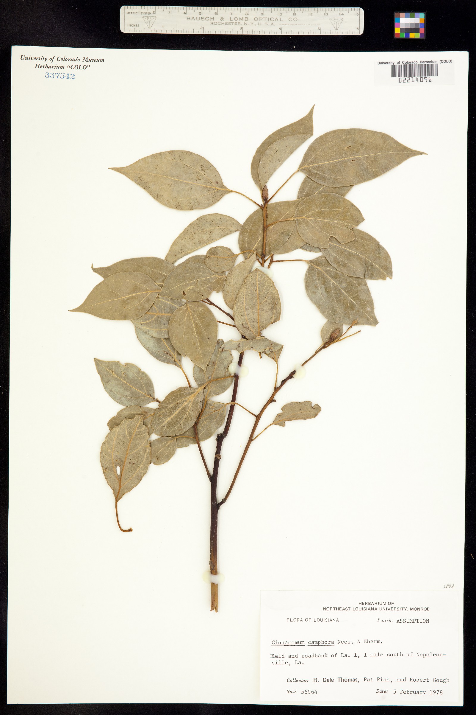 Cinnamomum image