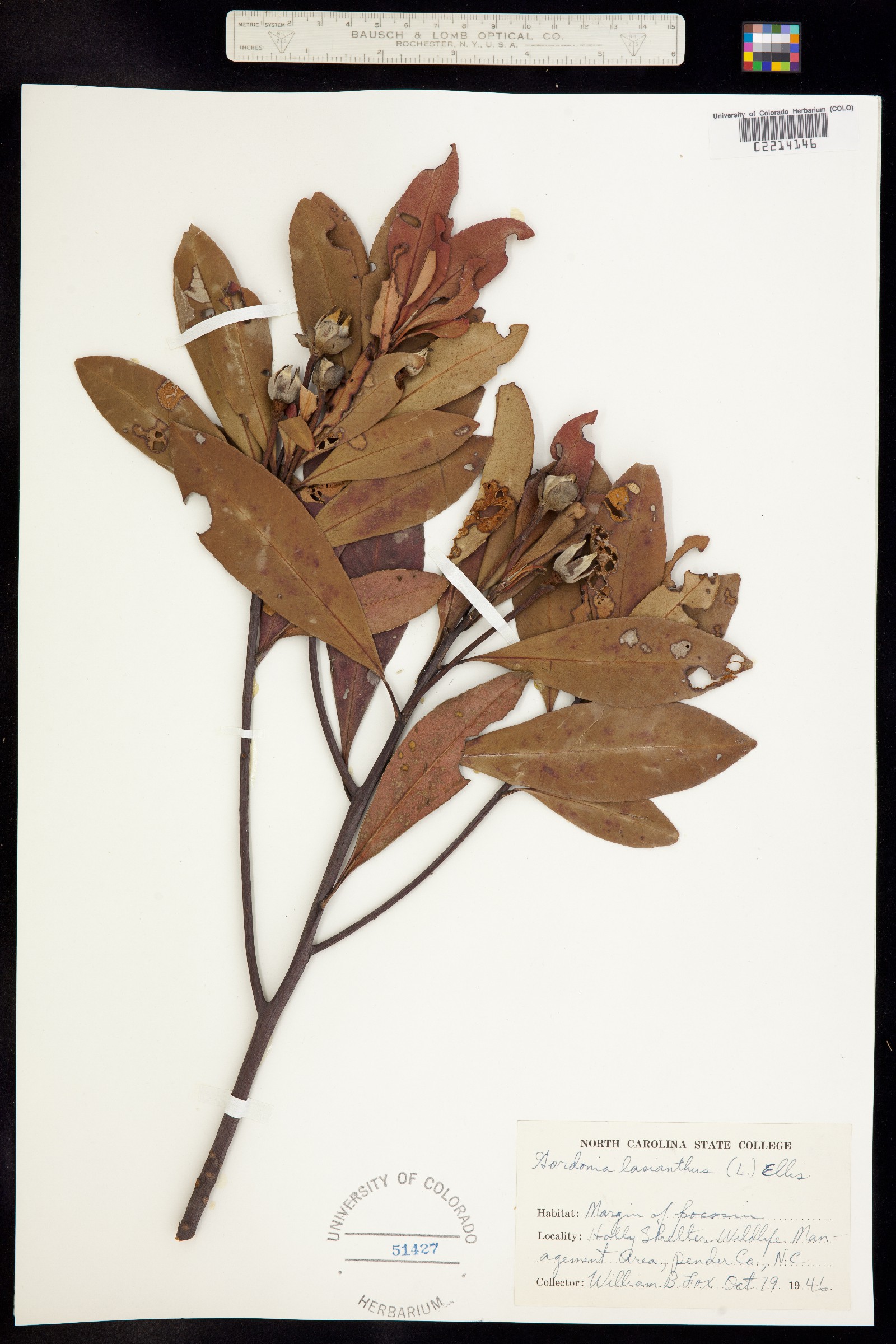 Gordonia image