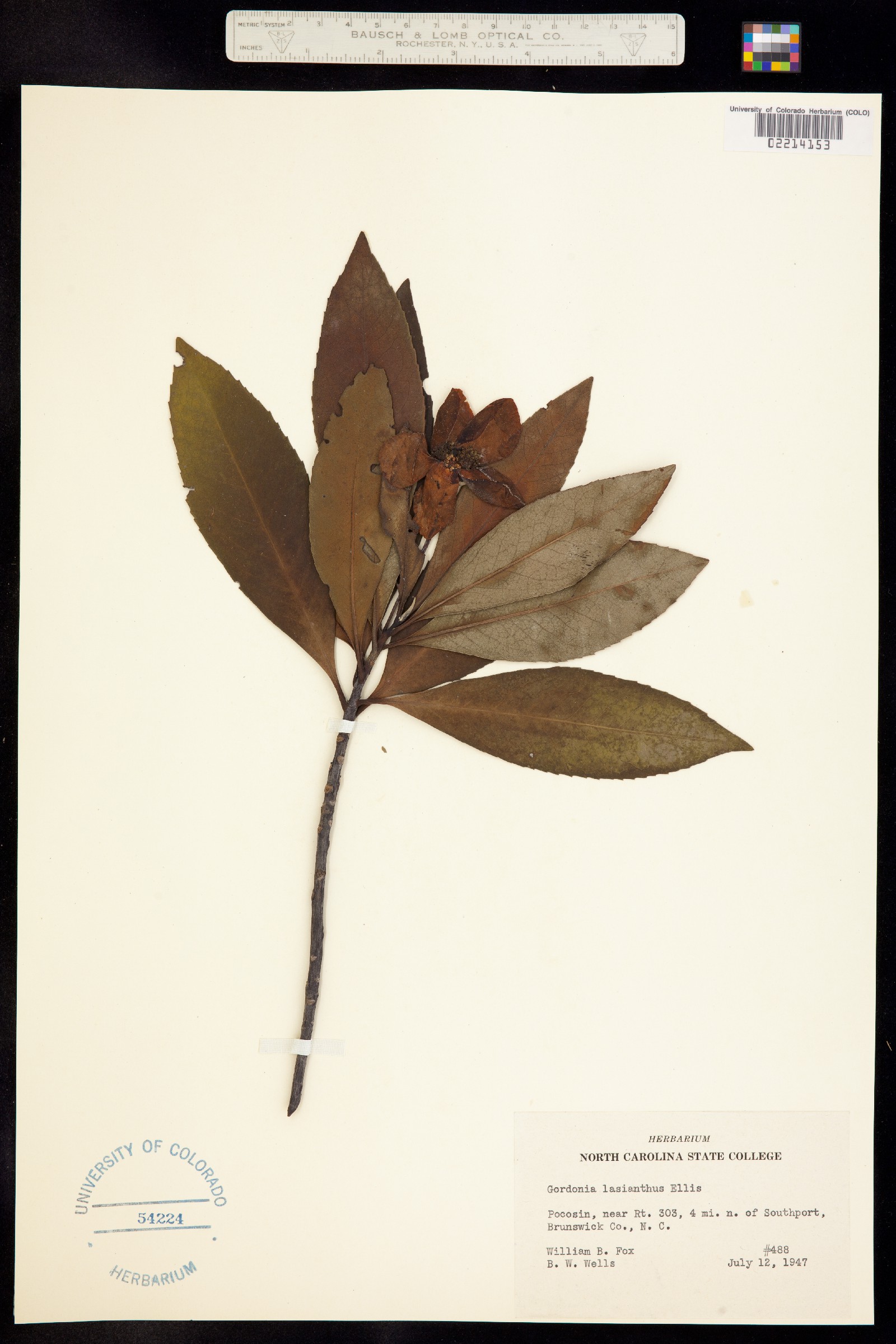 Gordonia image