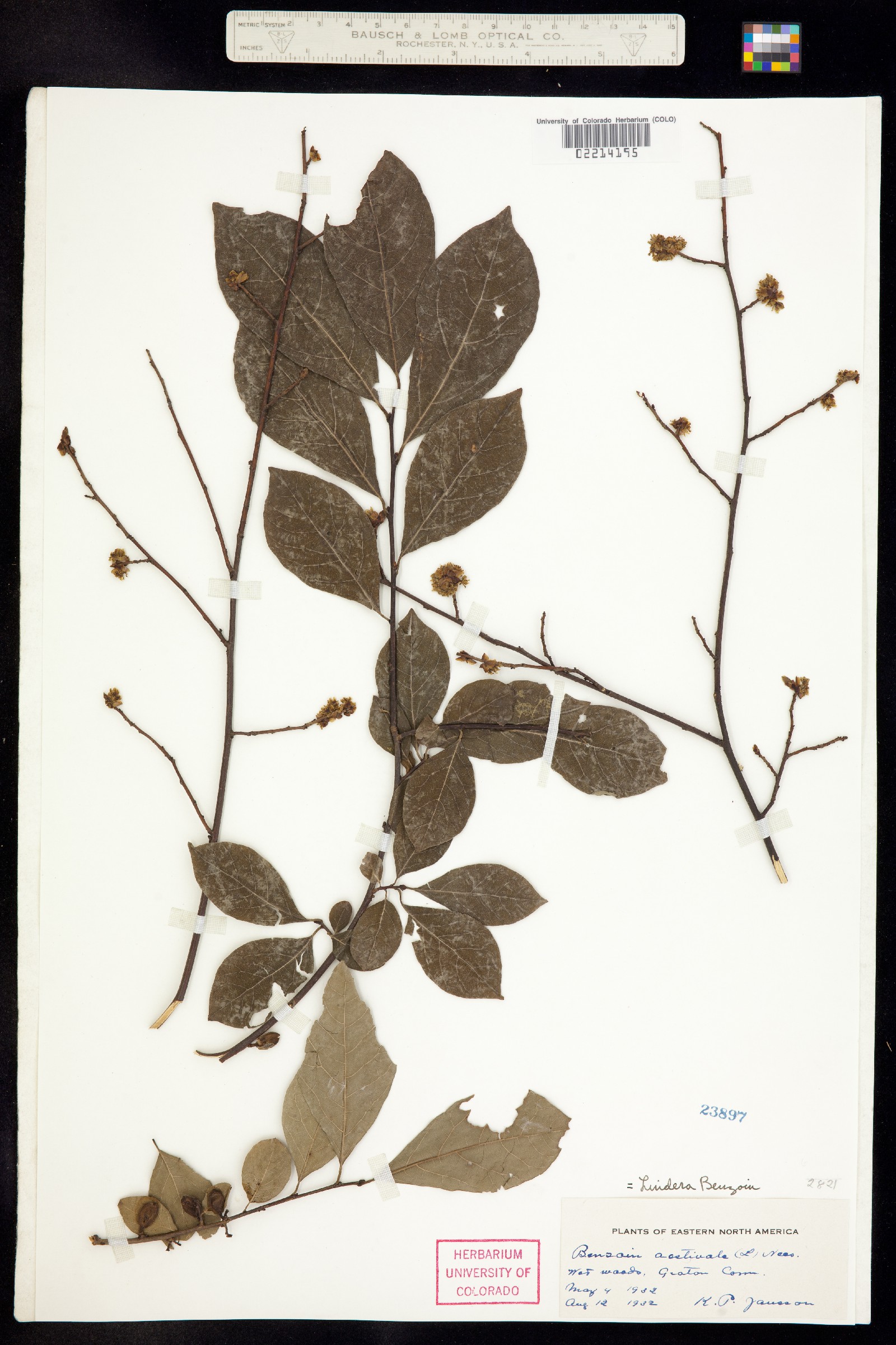 Lindera benzoin image