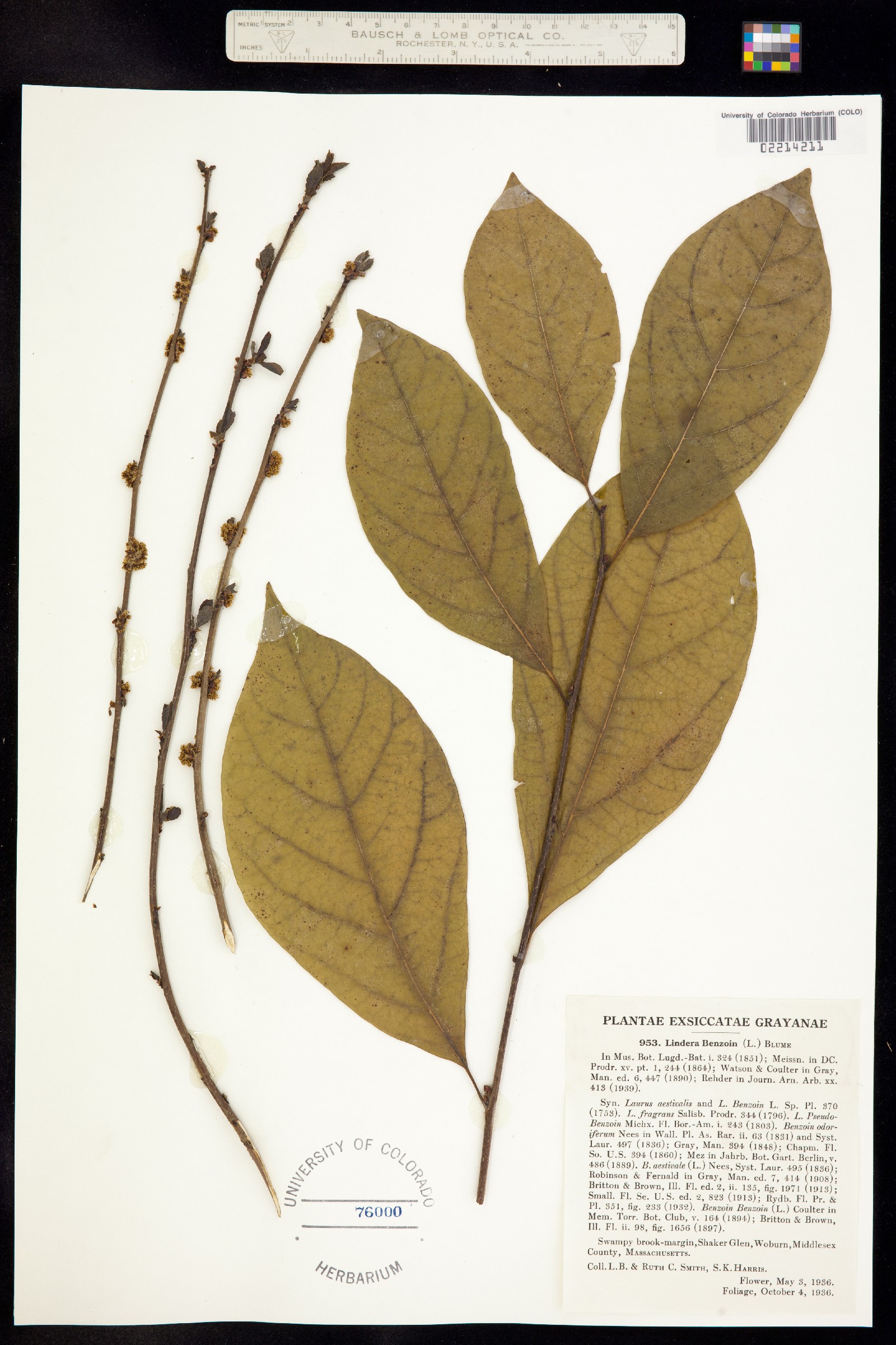 Lindera benzoin image
