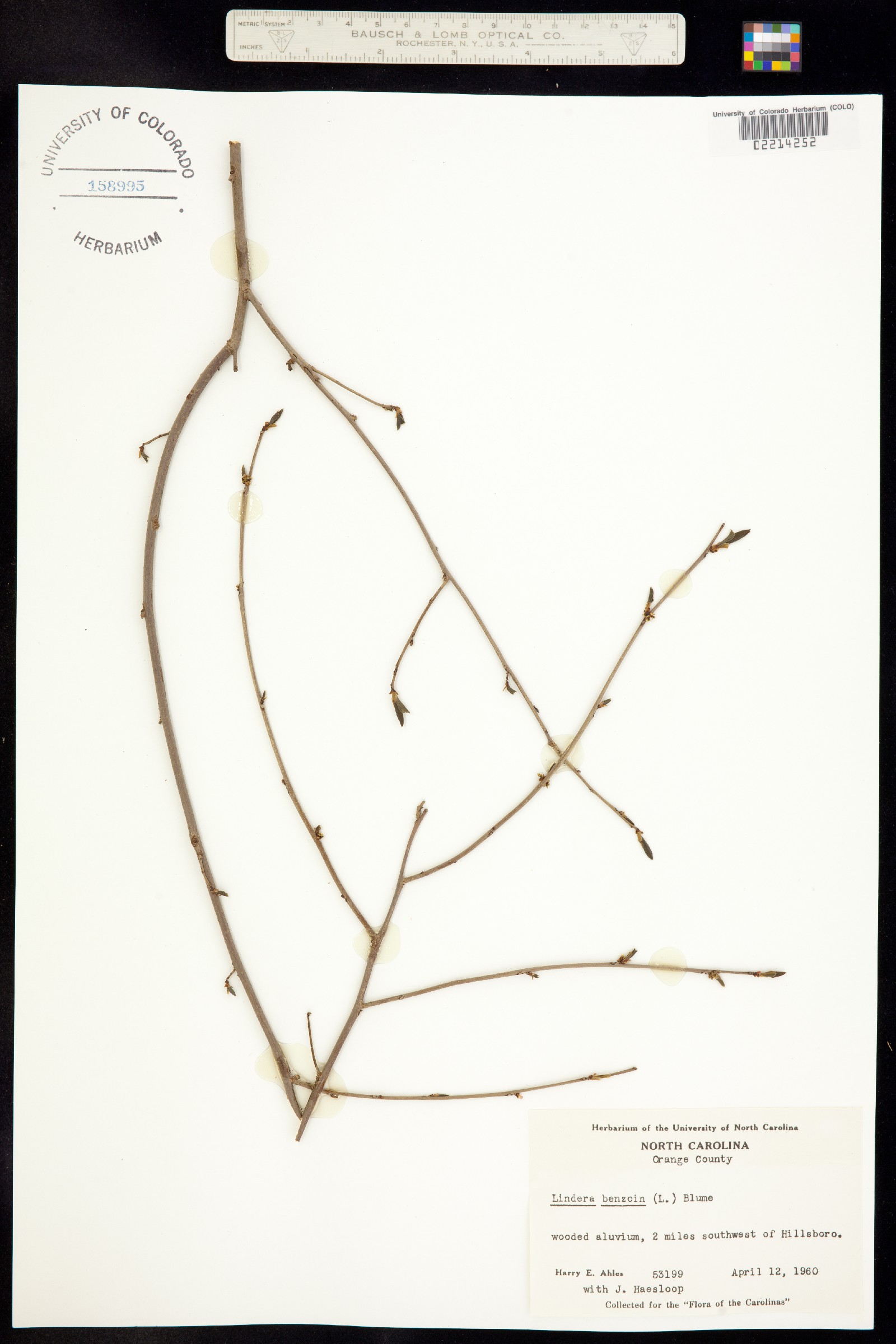 Lindera benzoin image