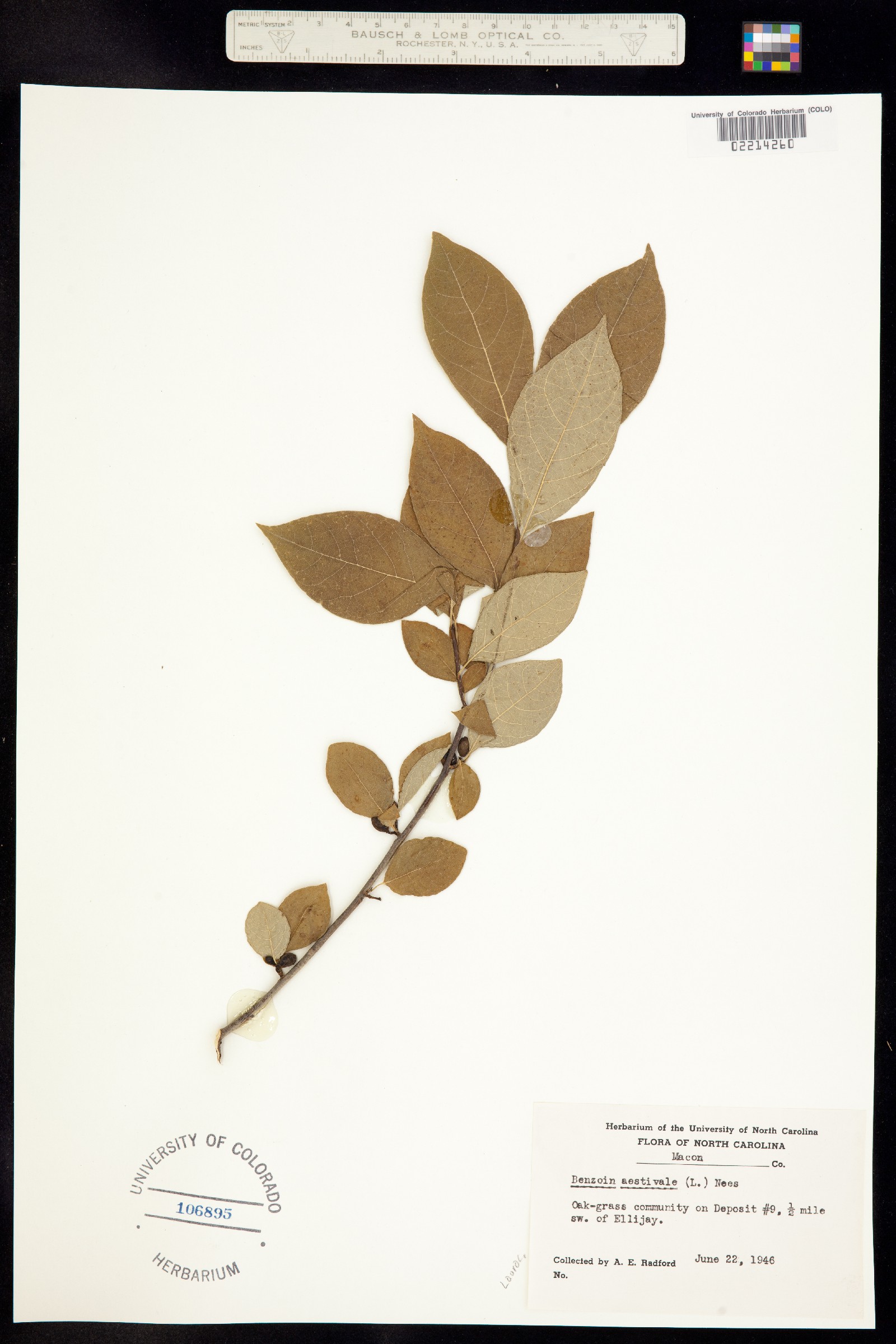 Lindera benzoin image