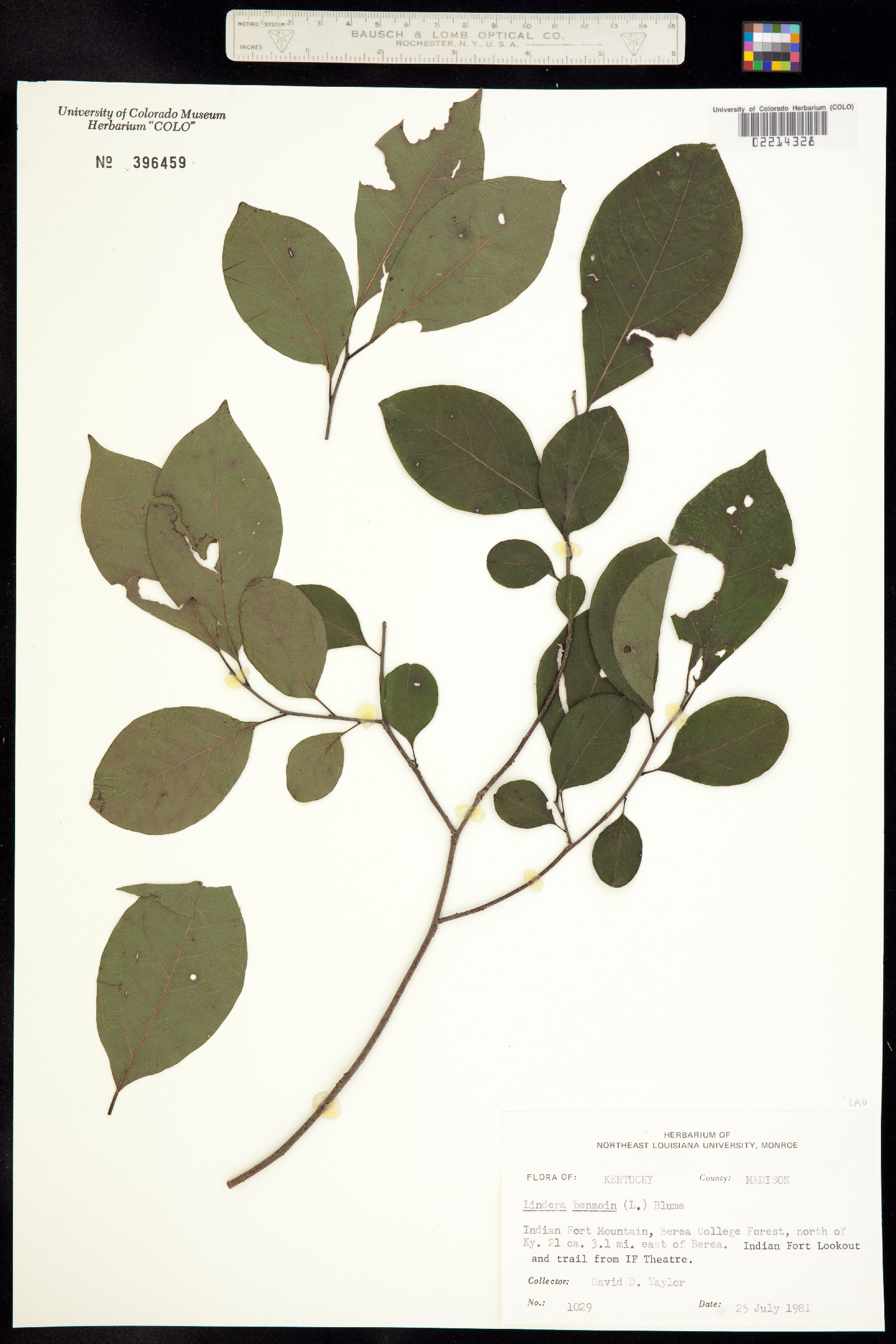 Lindera benzoin image