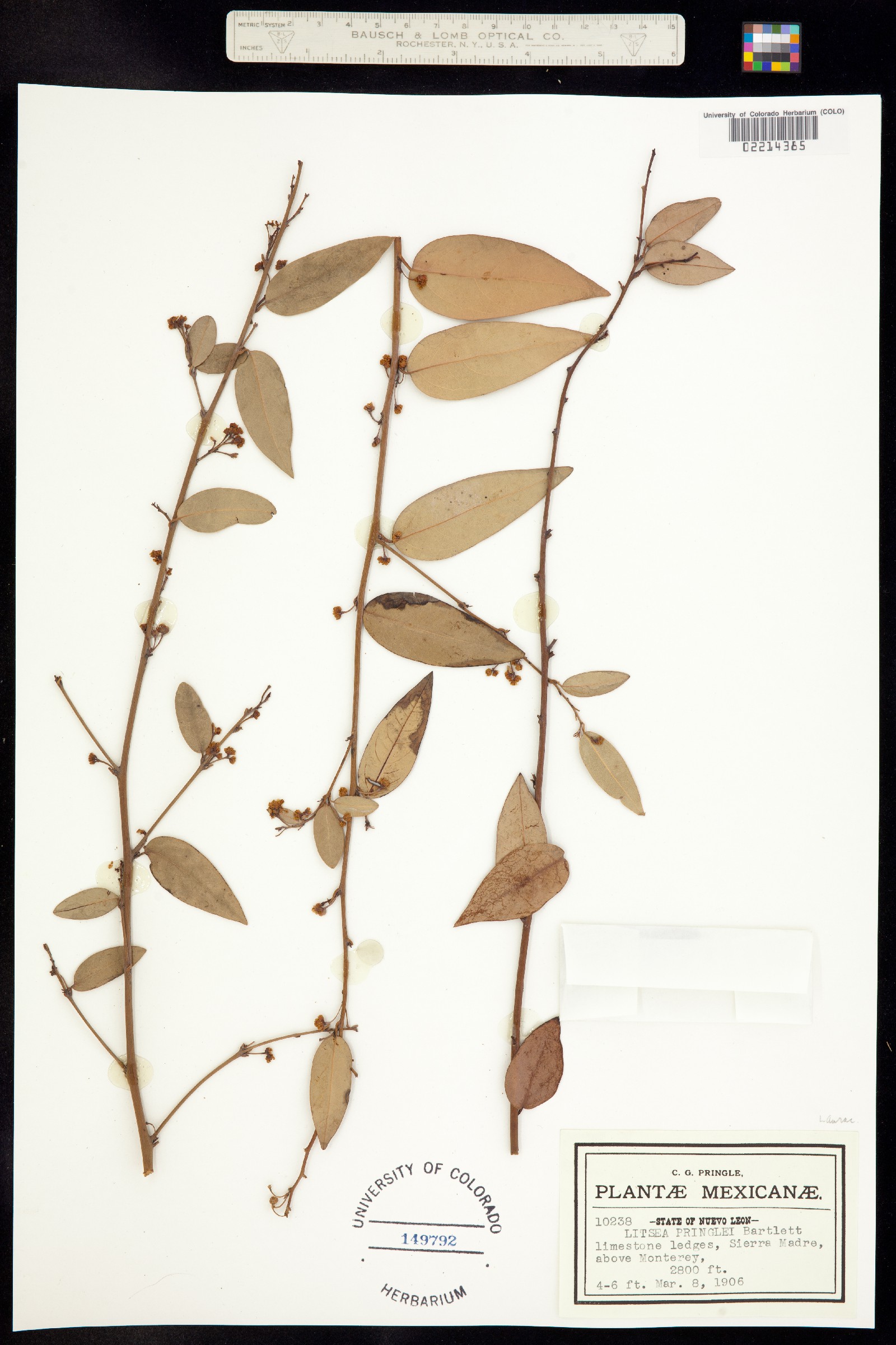 Litsea image