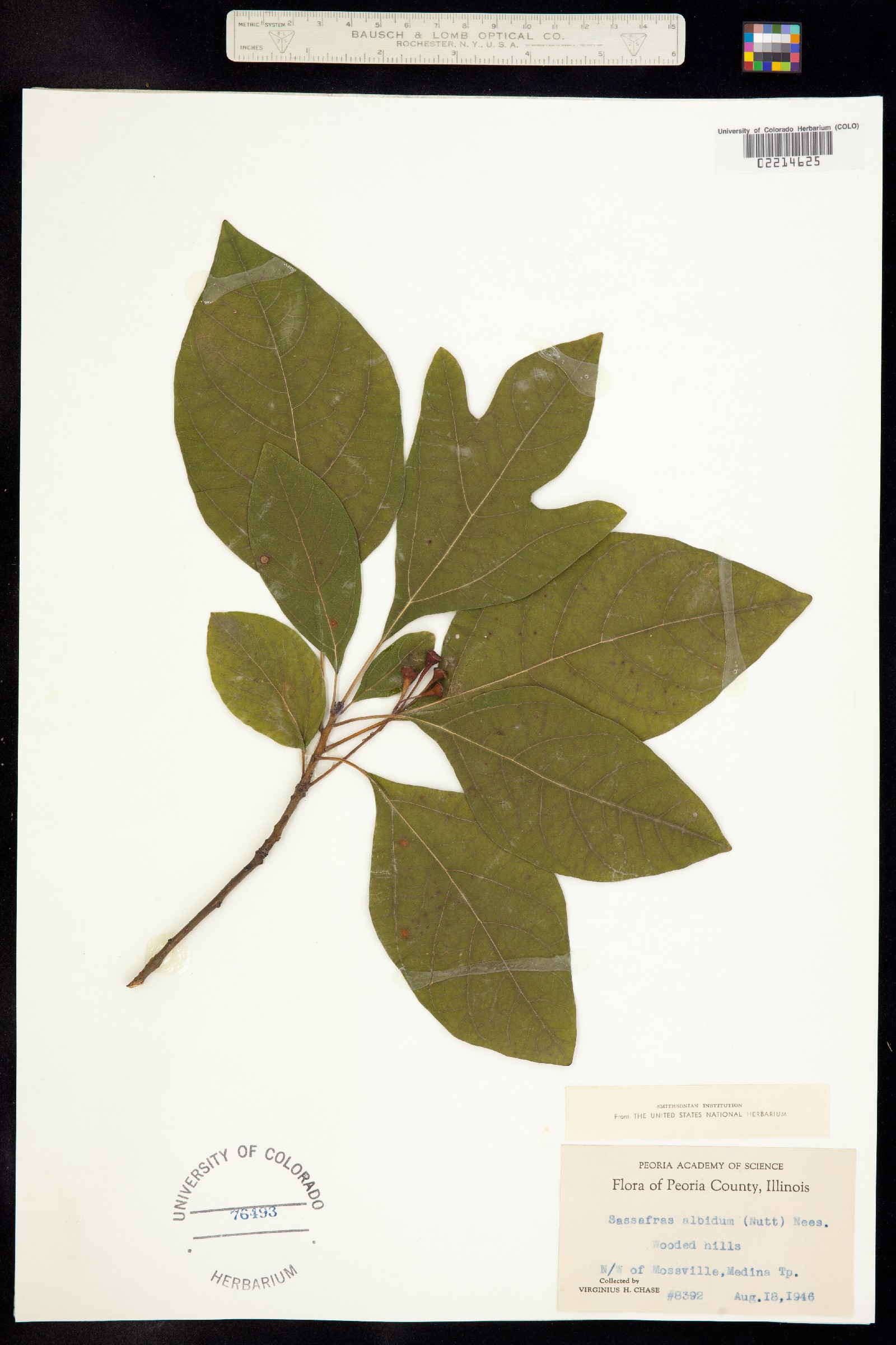 Sassafras image