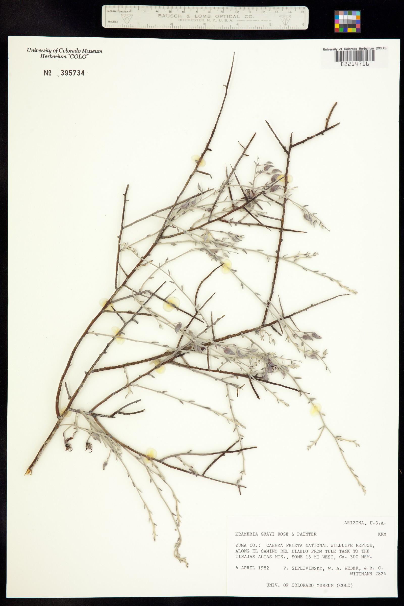 Krameriaceae image