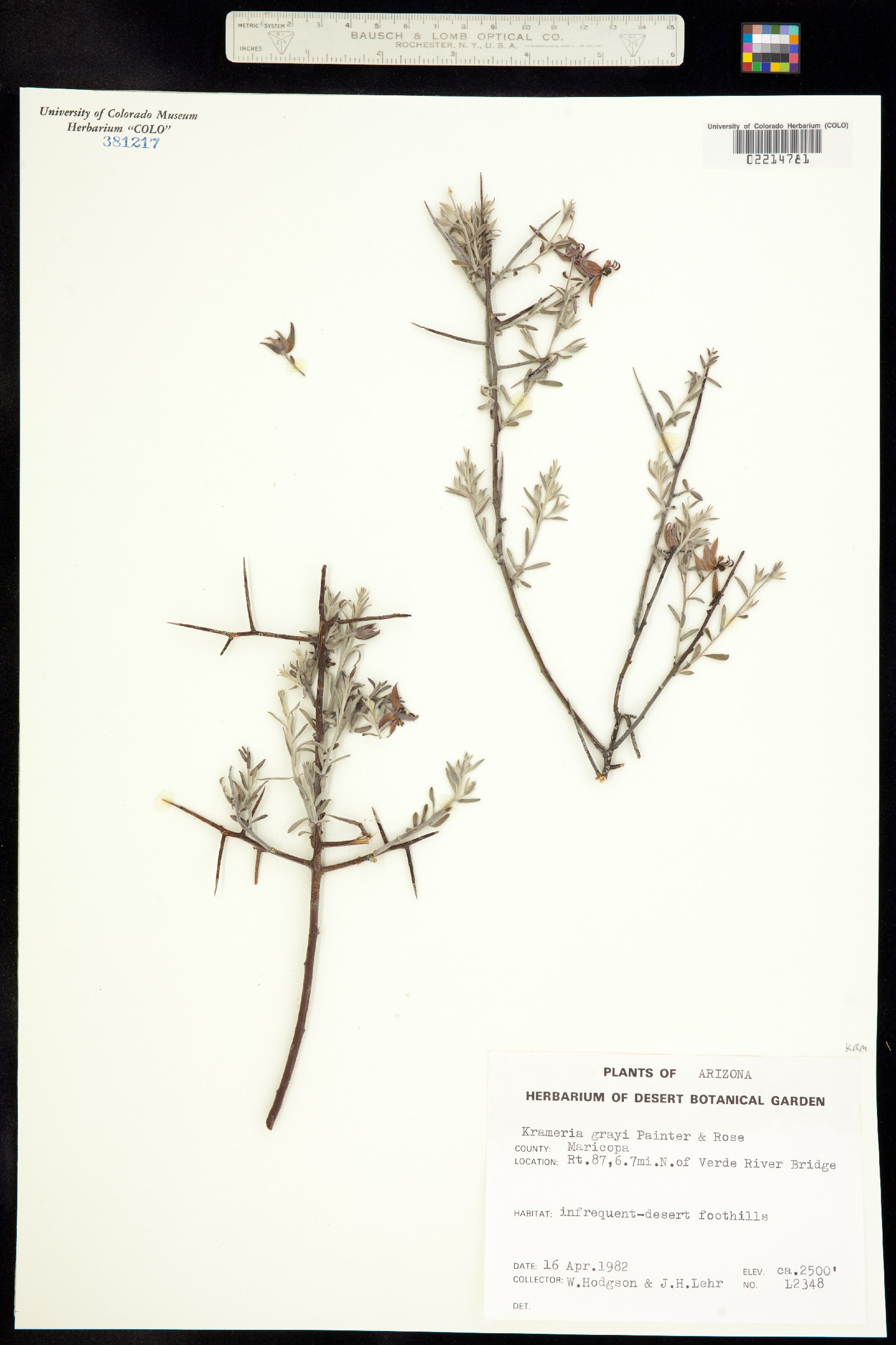 Krameria bicolor image