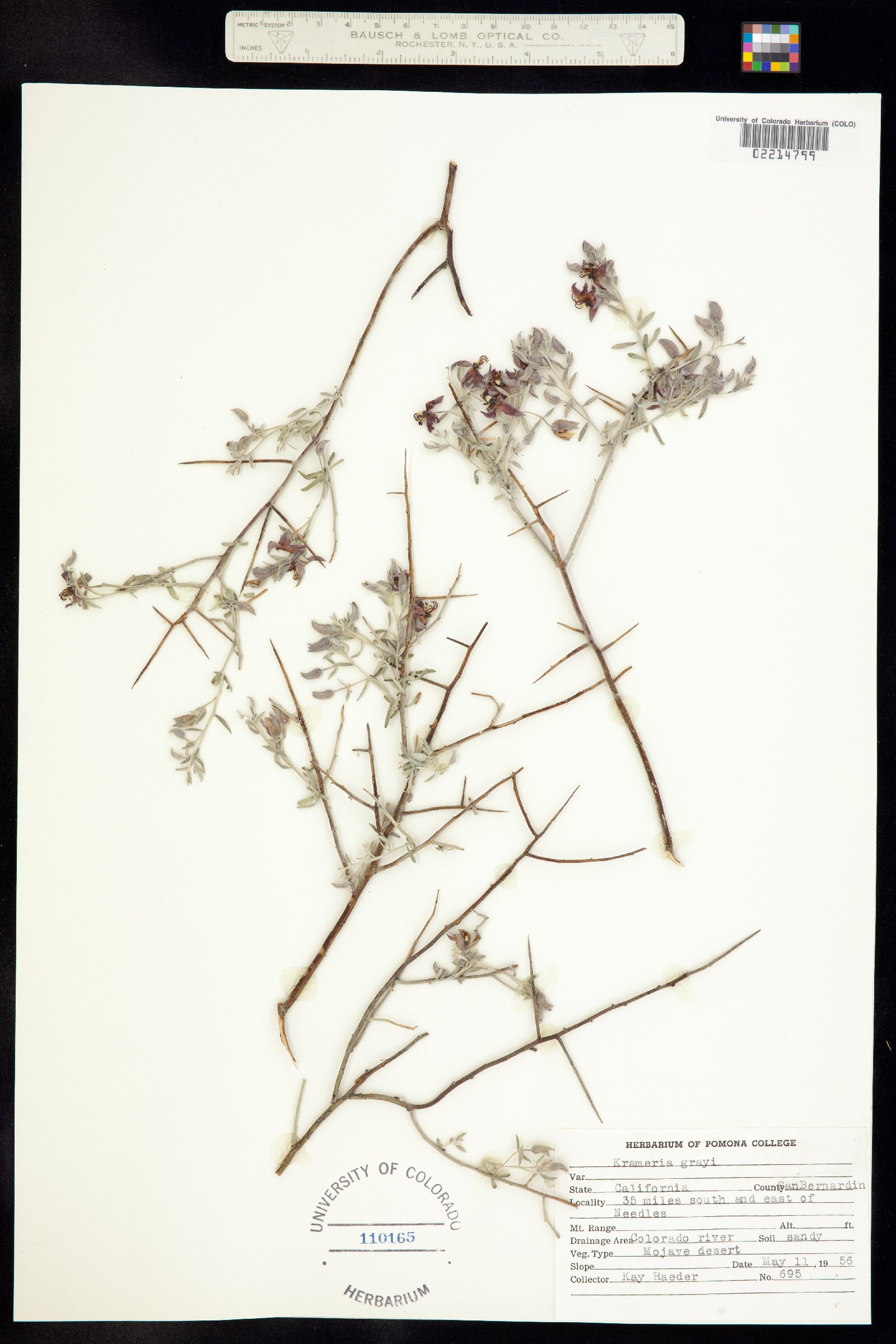 Krameria bicolor image