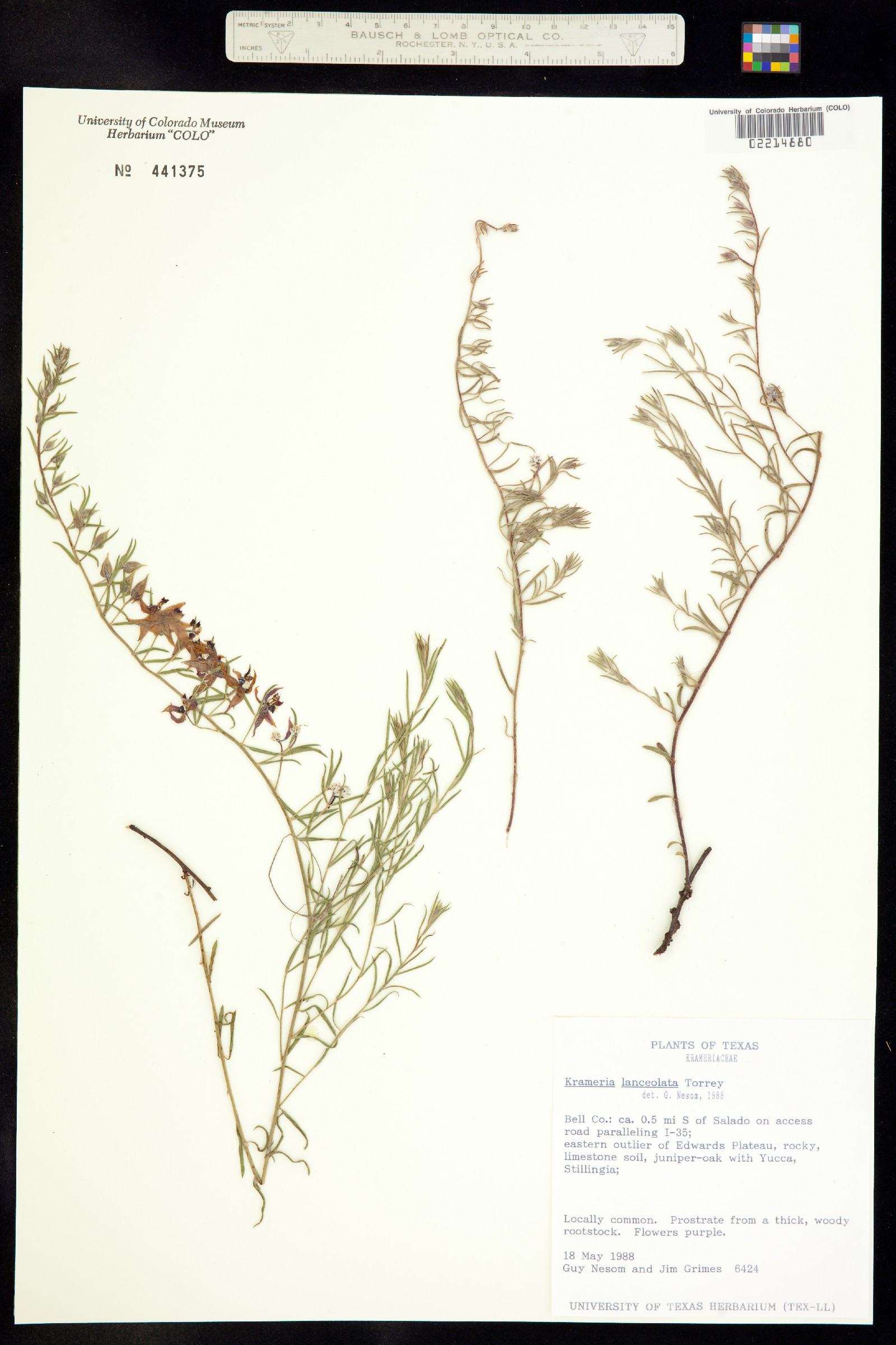 Krameria lanceolata image