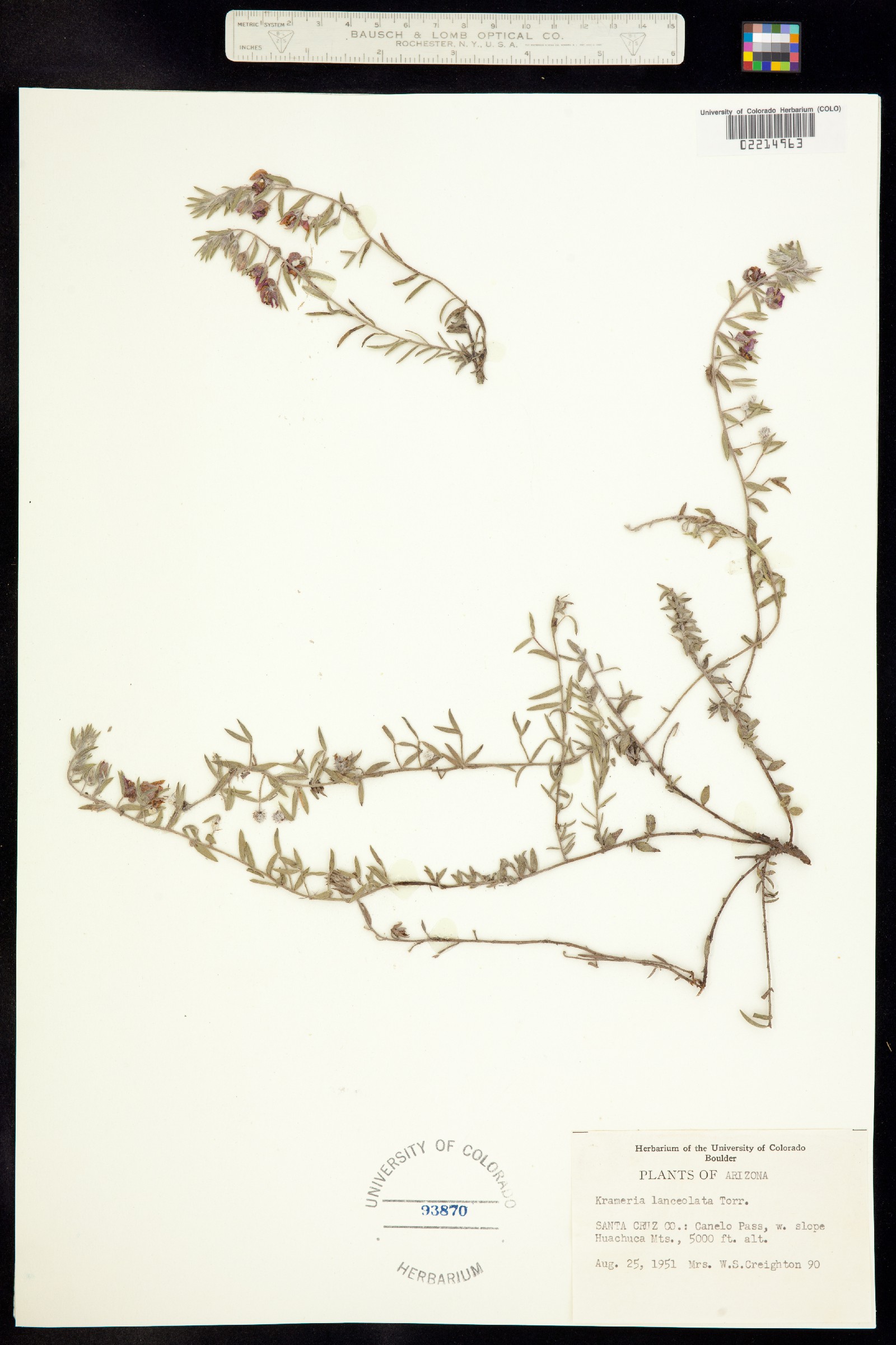 Krameria lanceolata image