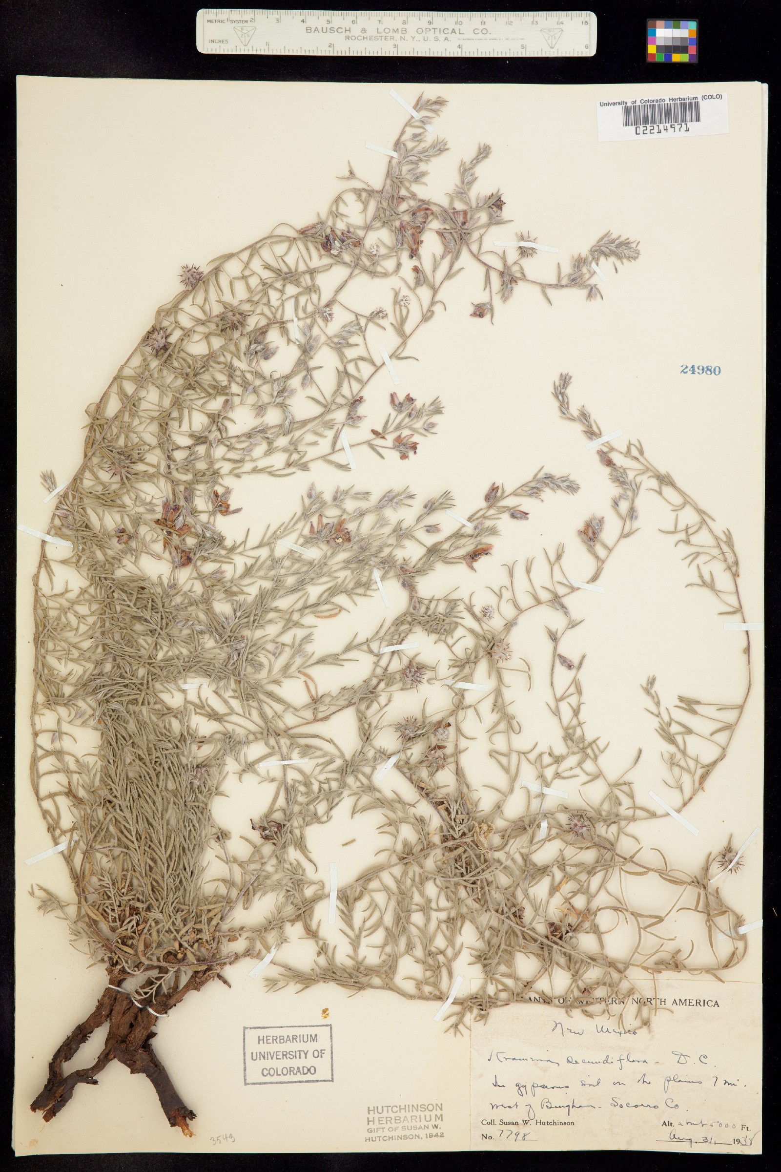 Krameria lanceolata image