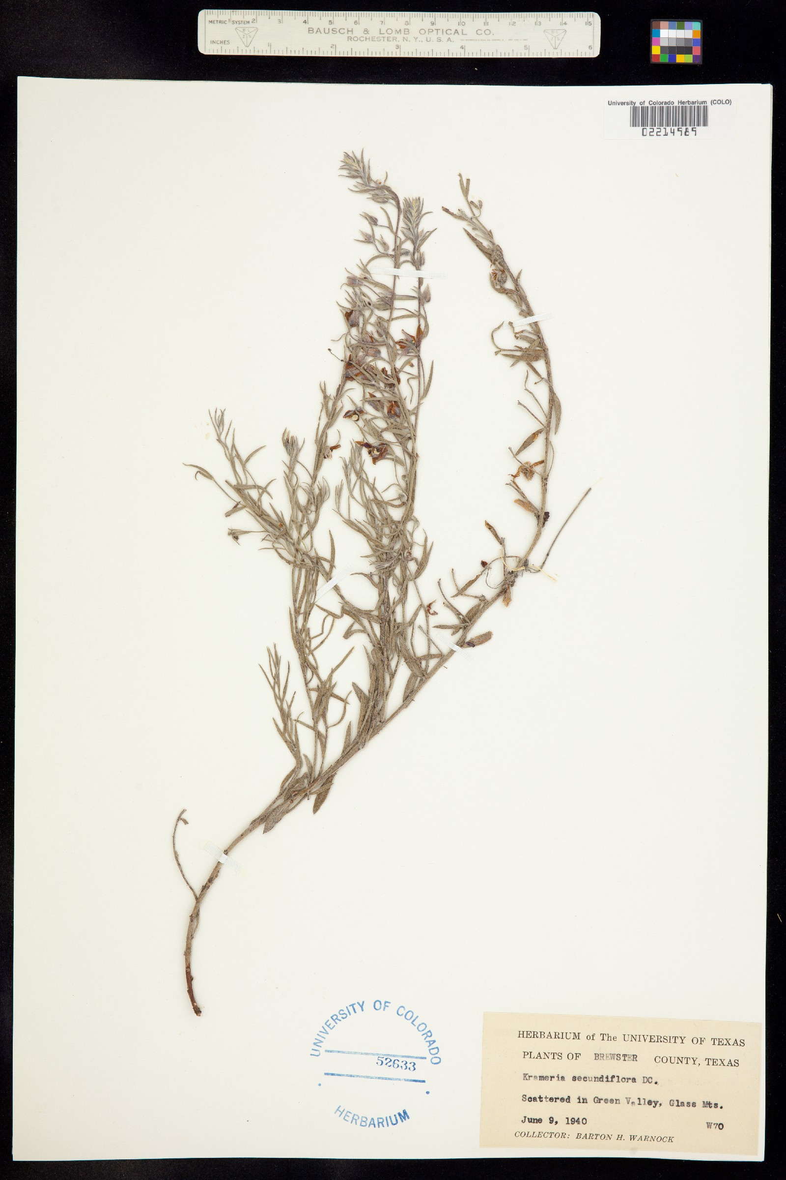 Krameria lanceolata image