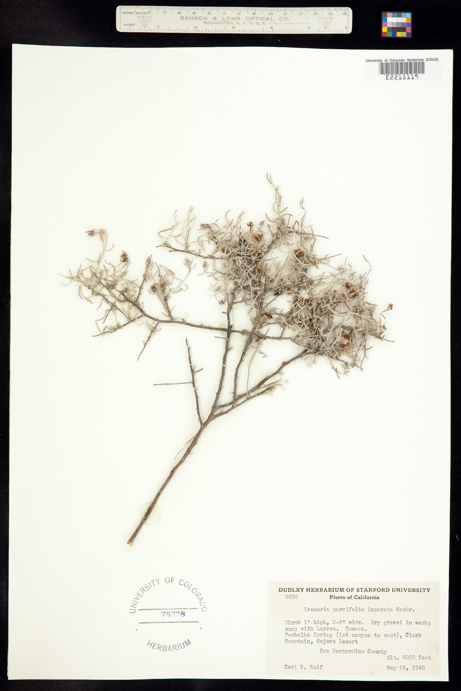 Krameria erecta image