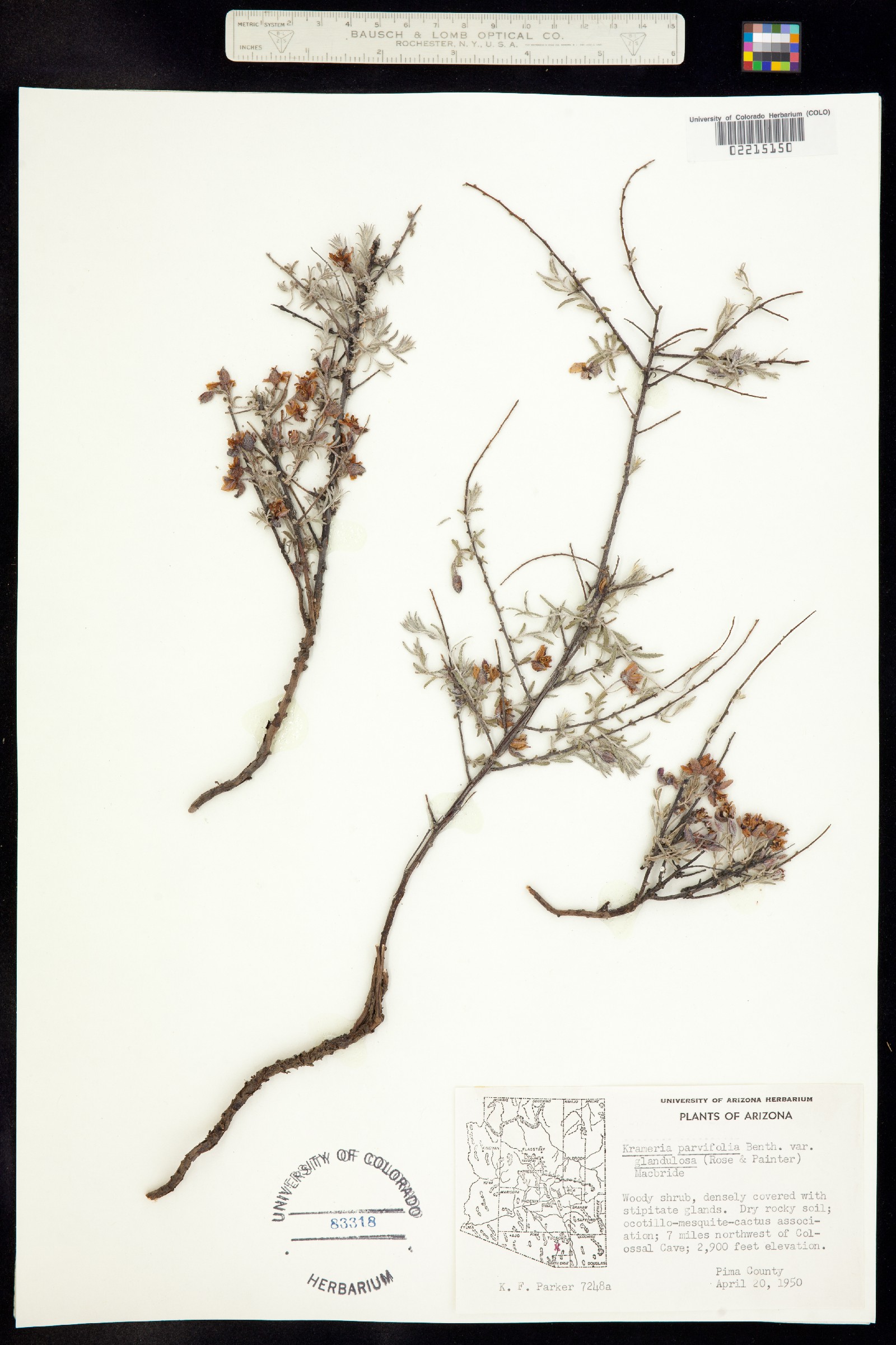 Krameria erecta image