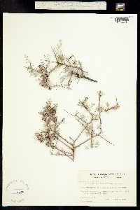 Krameria erecta image