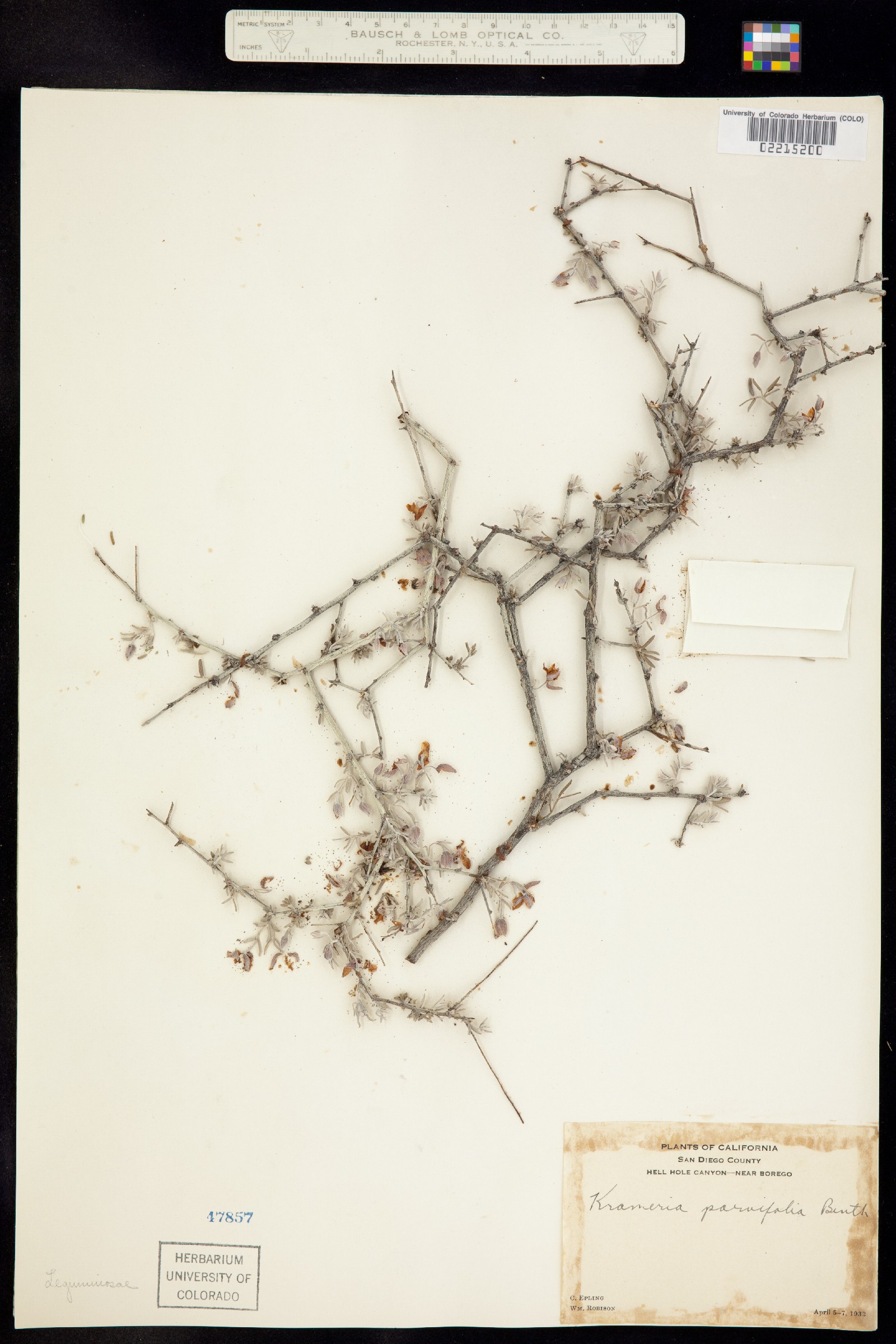 Krameria erecta image