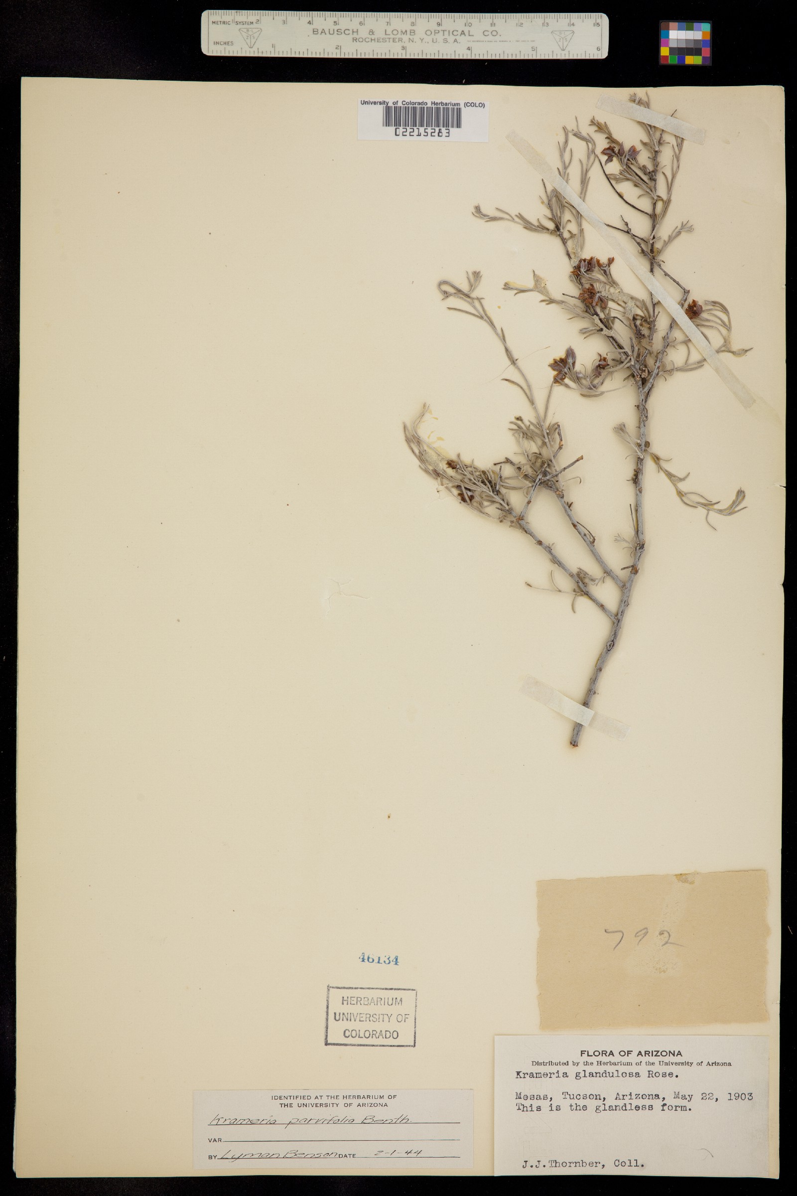 Krameria erecta image