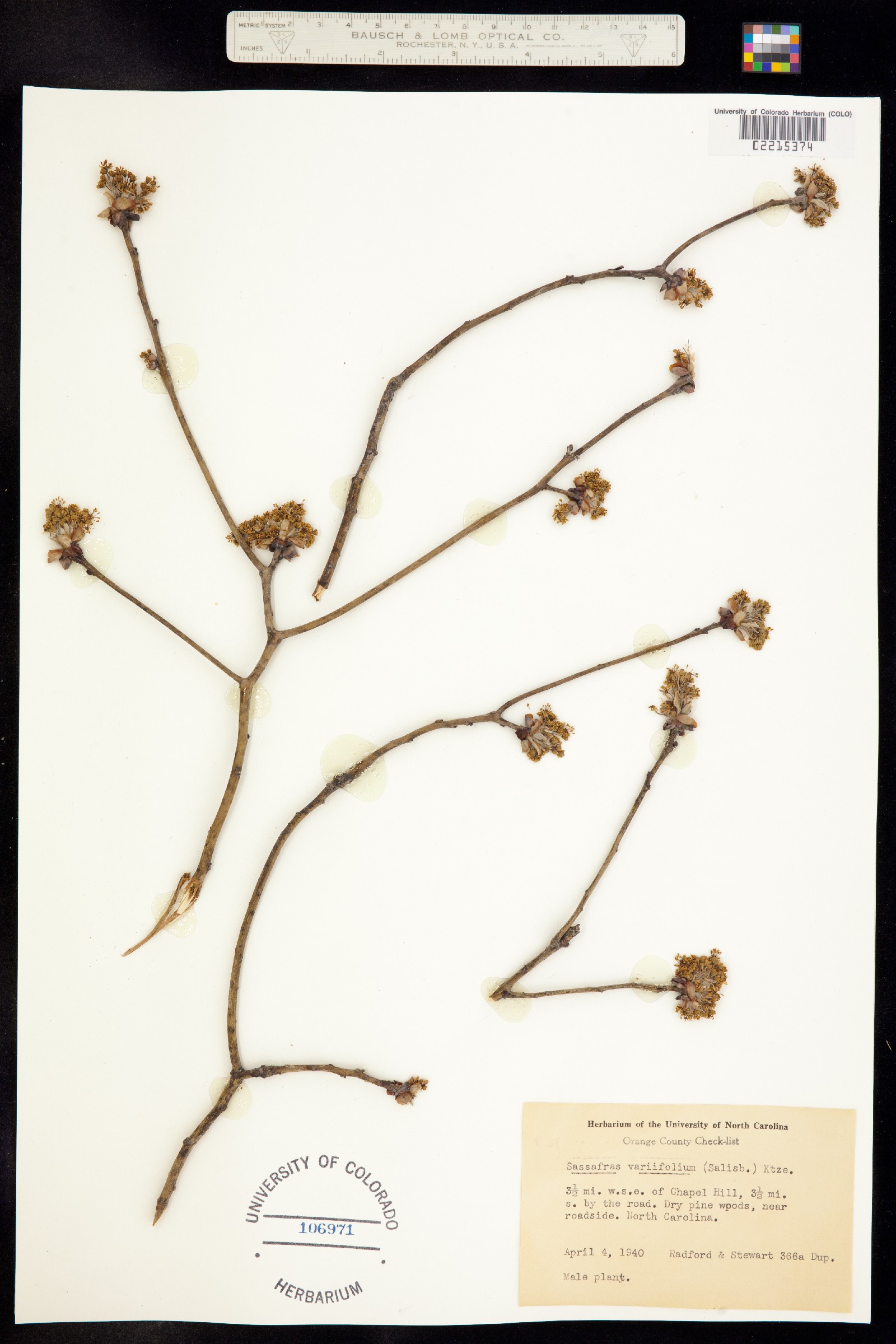 Sassafras albidum image
