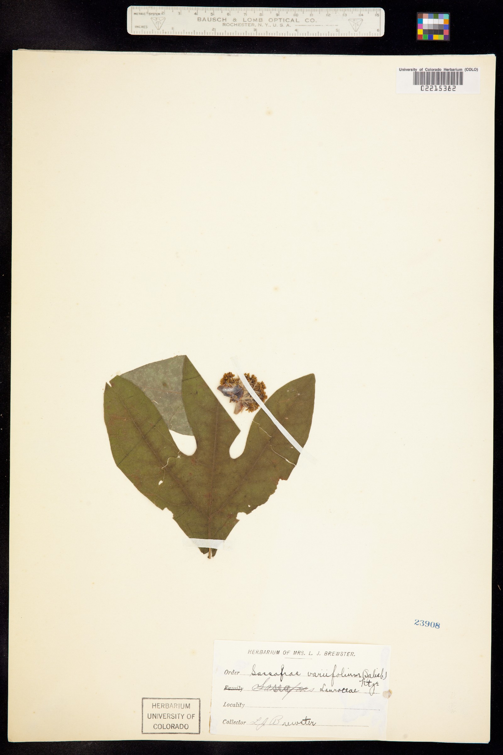 Sassafras albidum image