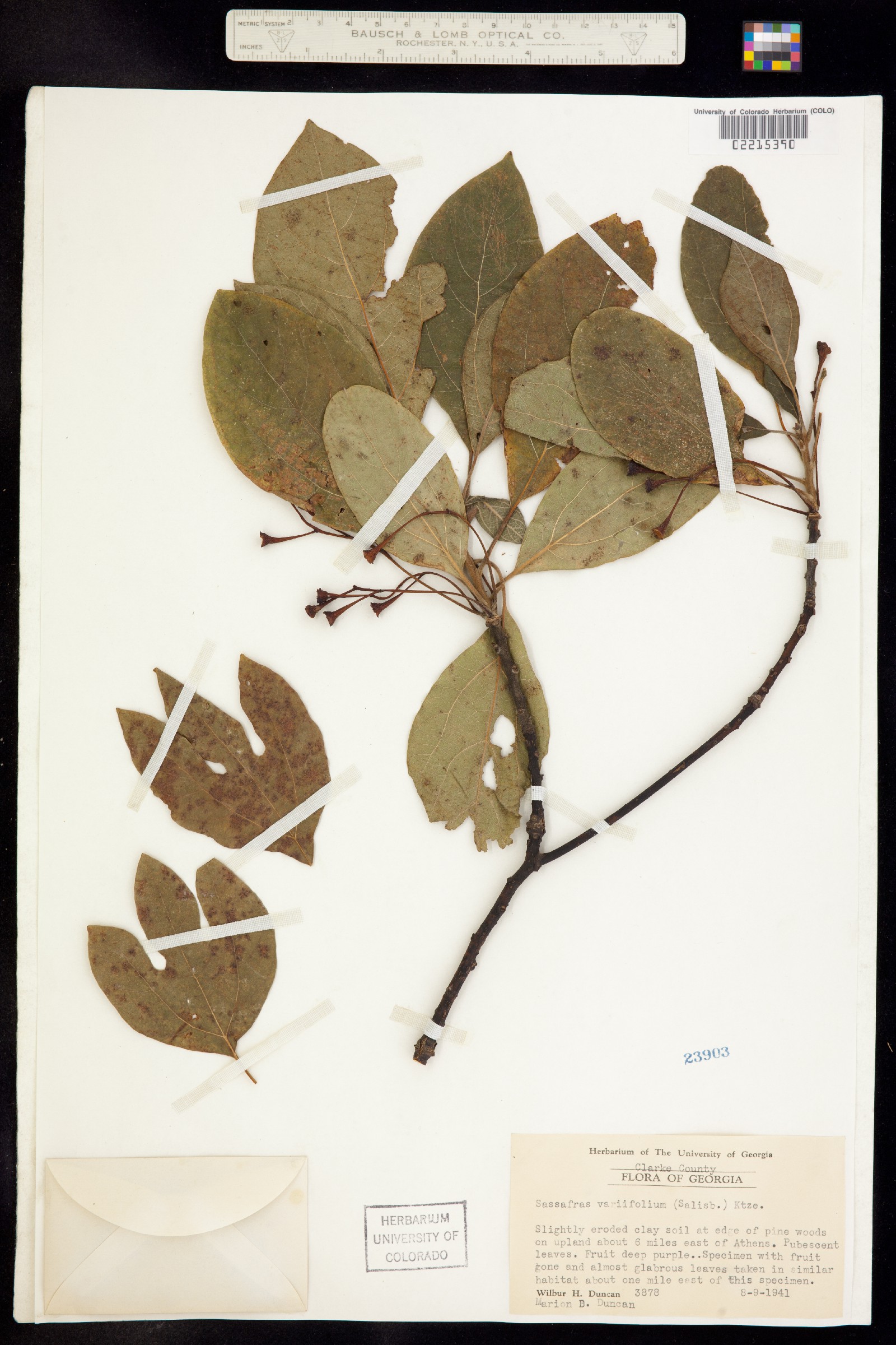 Sassafras albidum image