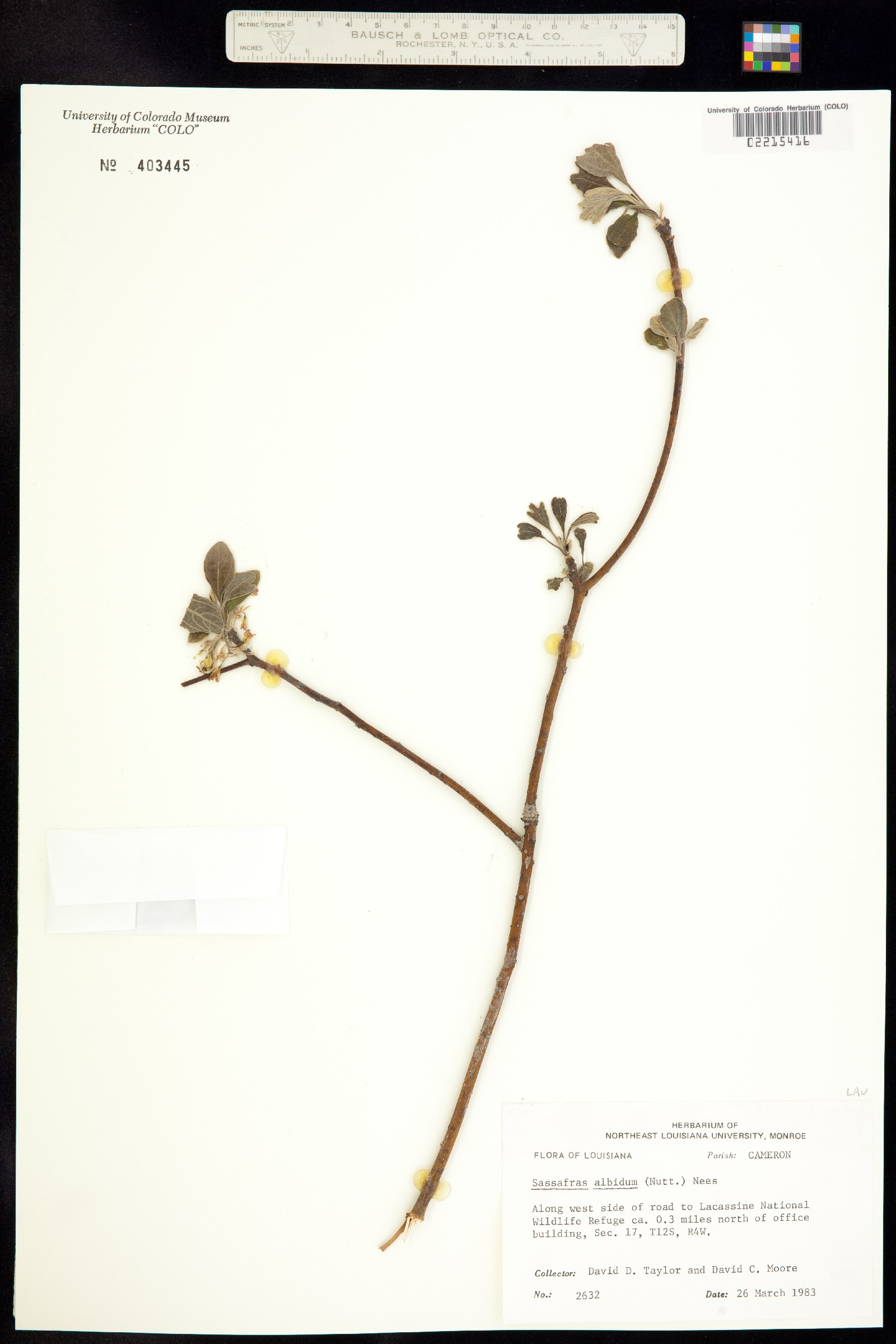 Sassafras albidum image