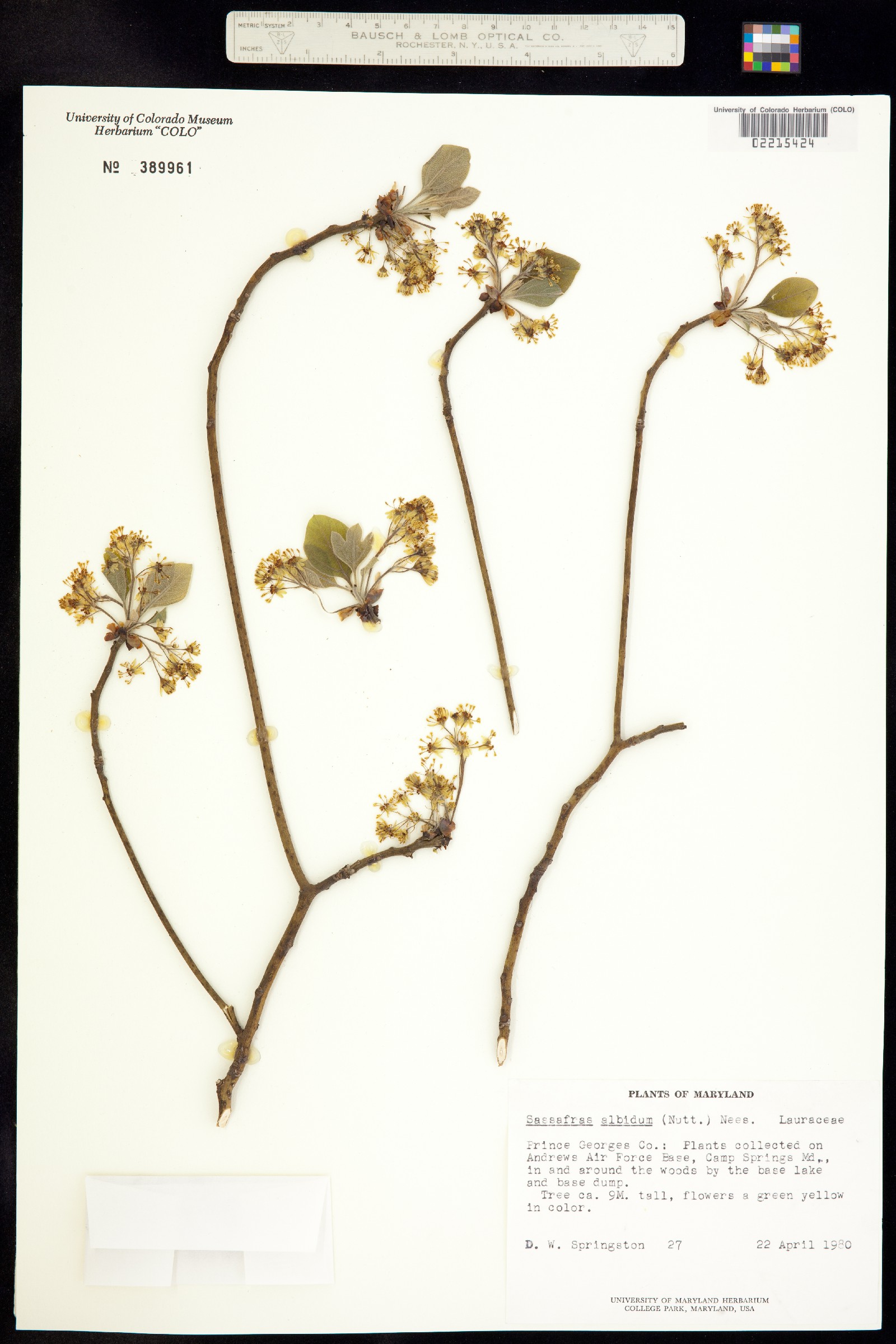 Sassafras albidum image