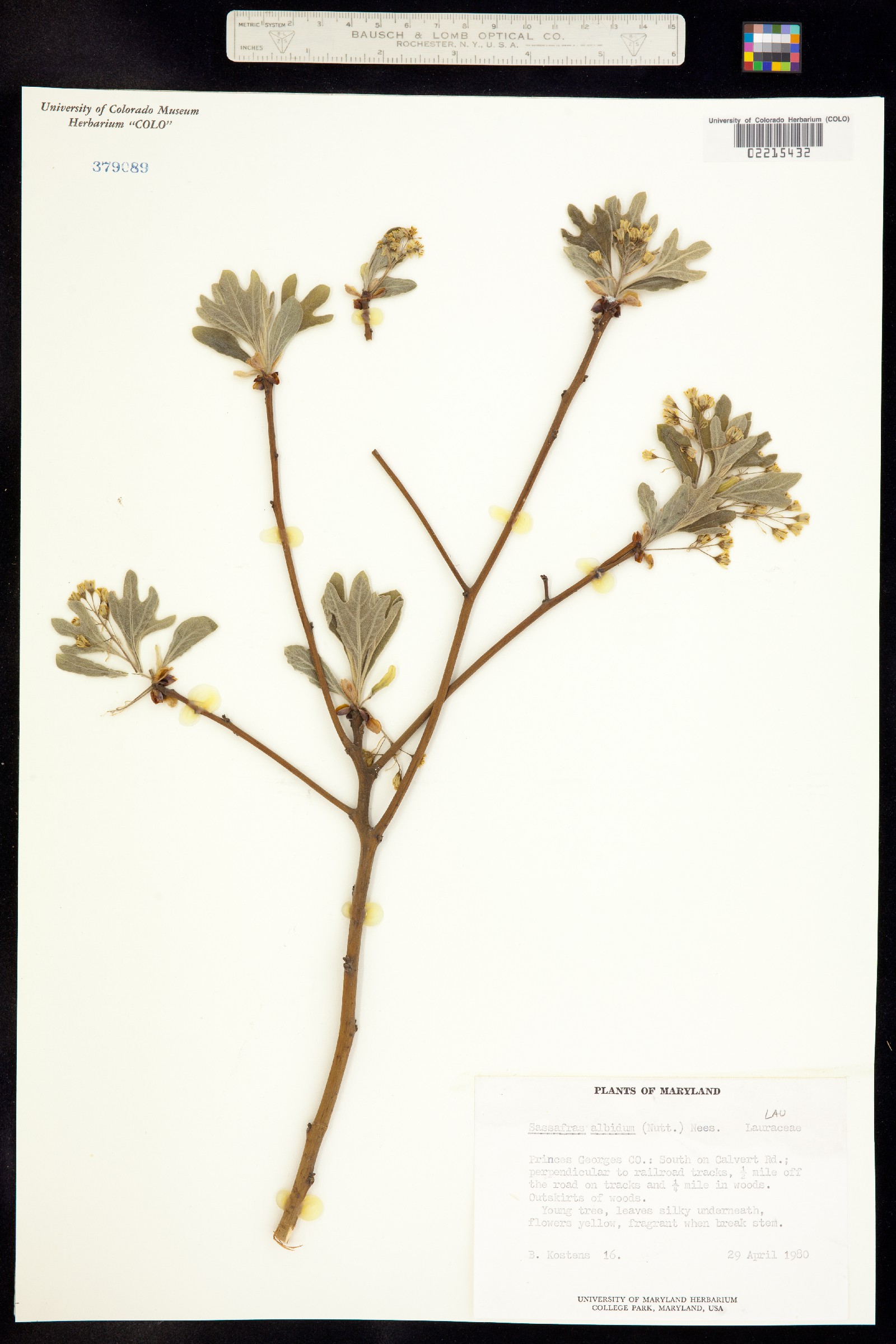 Sassafras albidum image