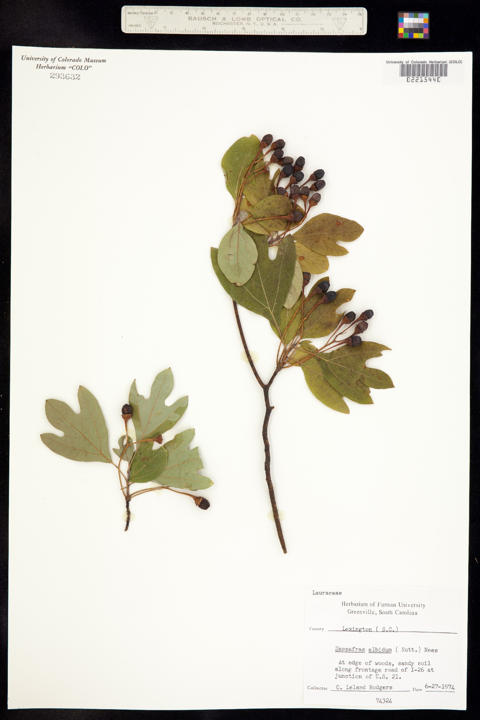 Sassafras albidum image