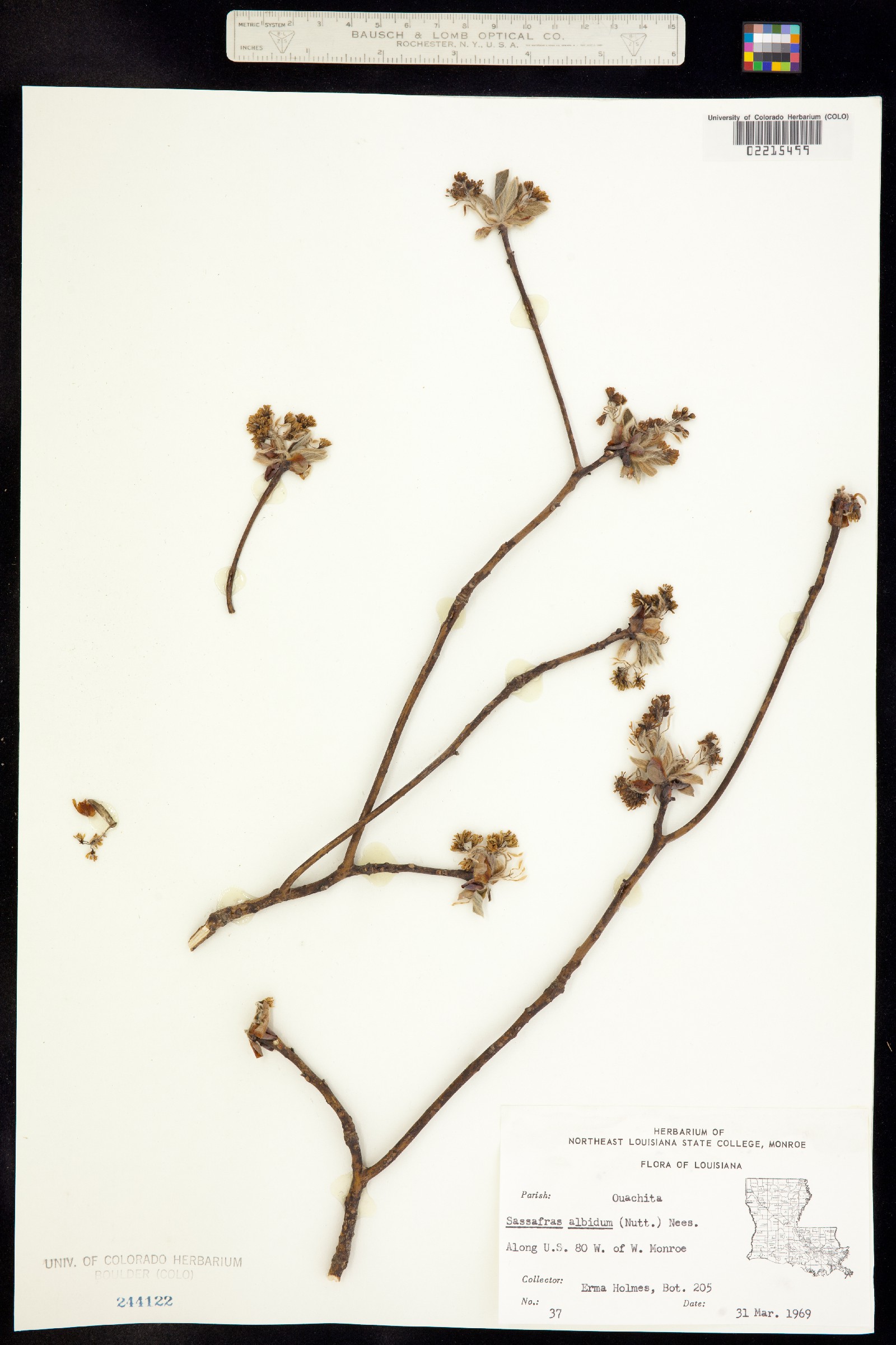Sassafras albidum image