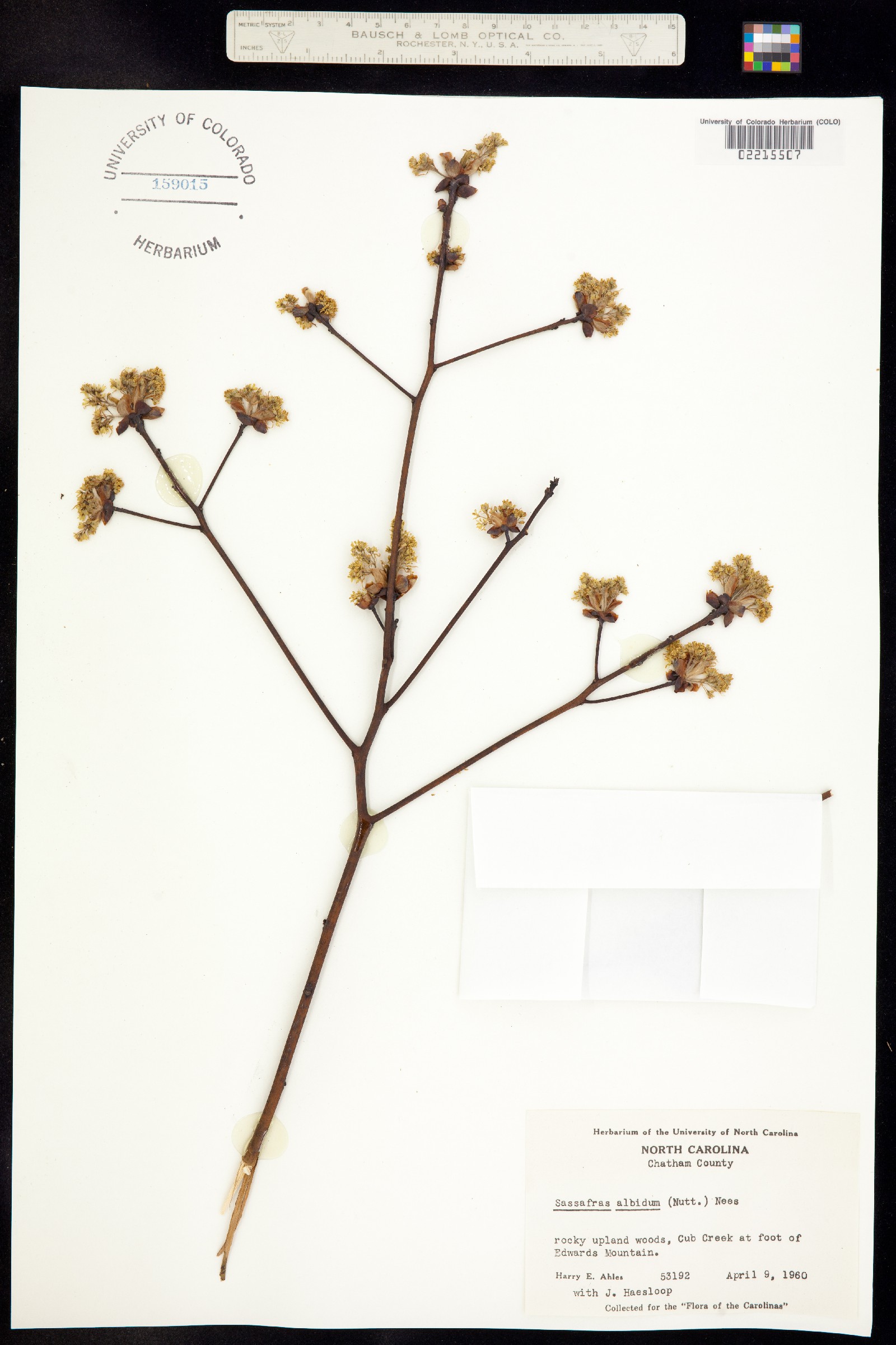 Sassafras albidum image