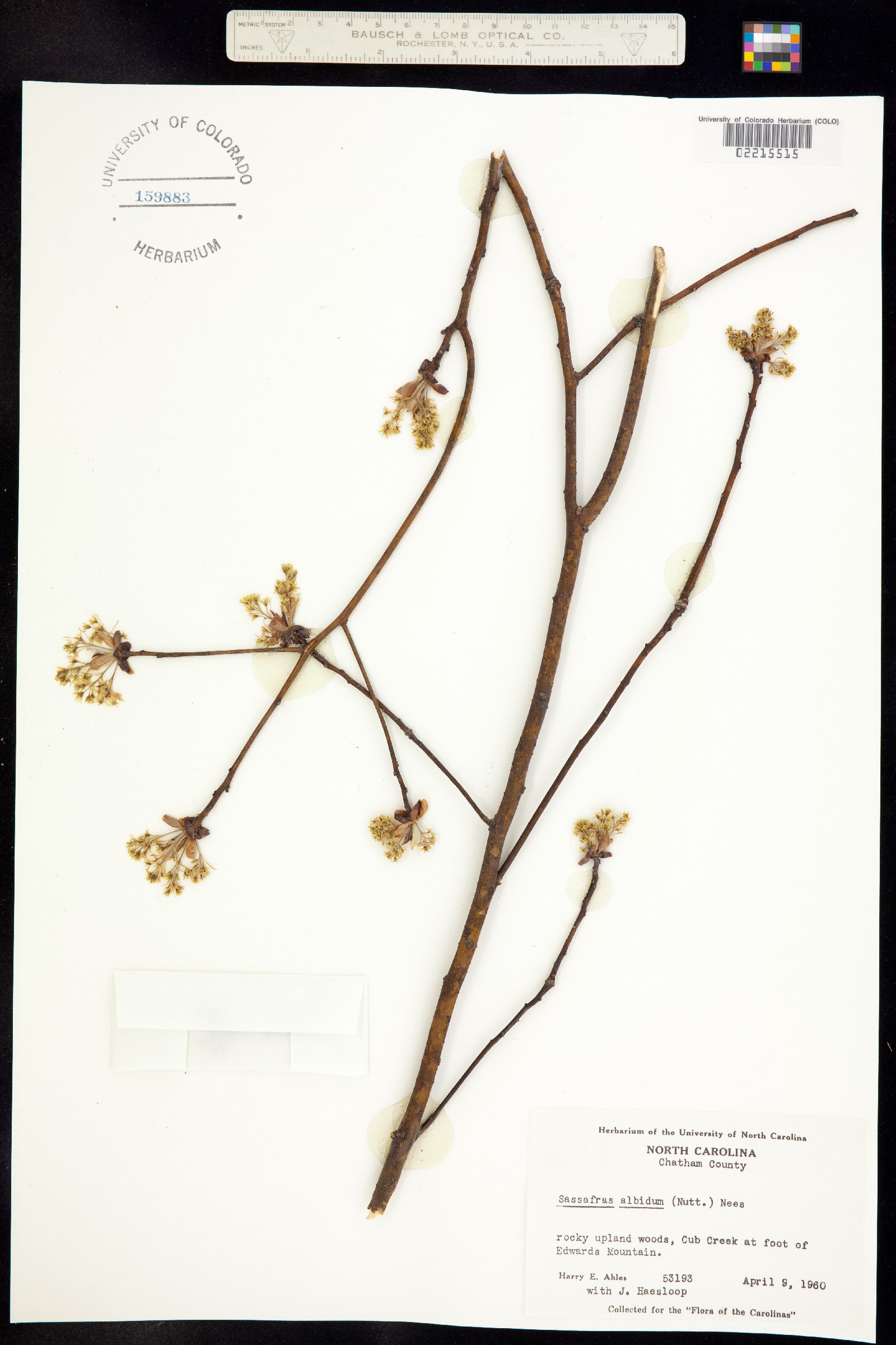 Sassafras albidum image