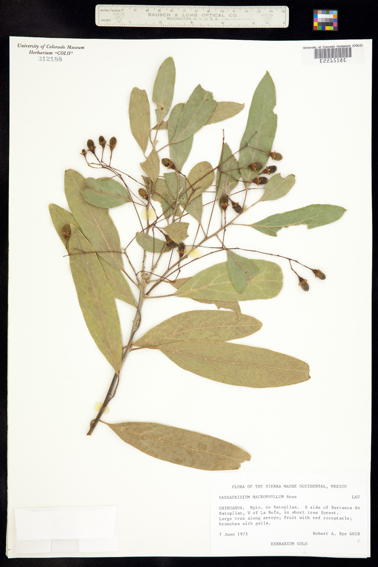 Sassafridium macrophyllum image